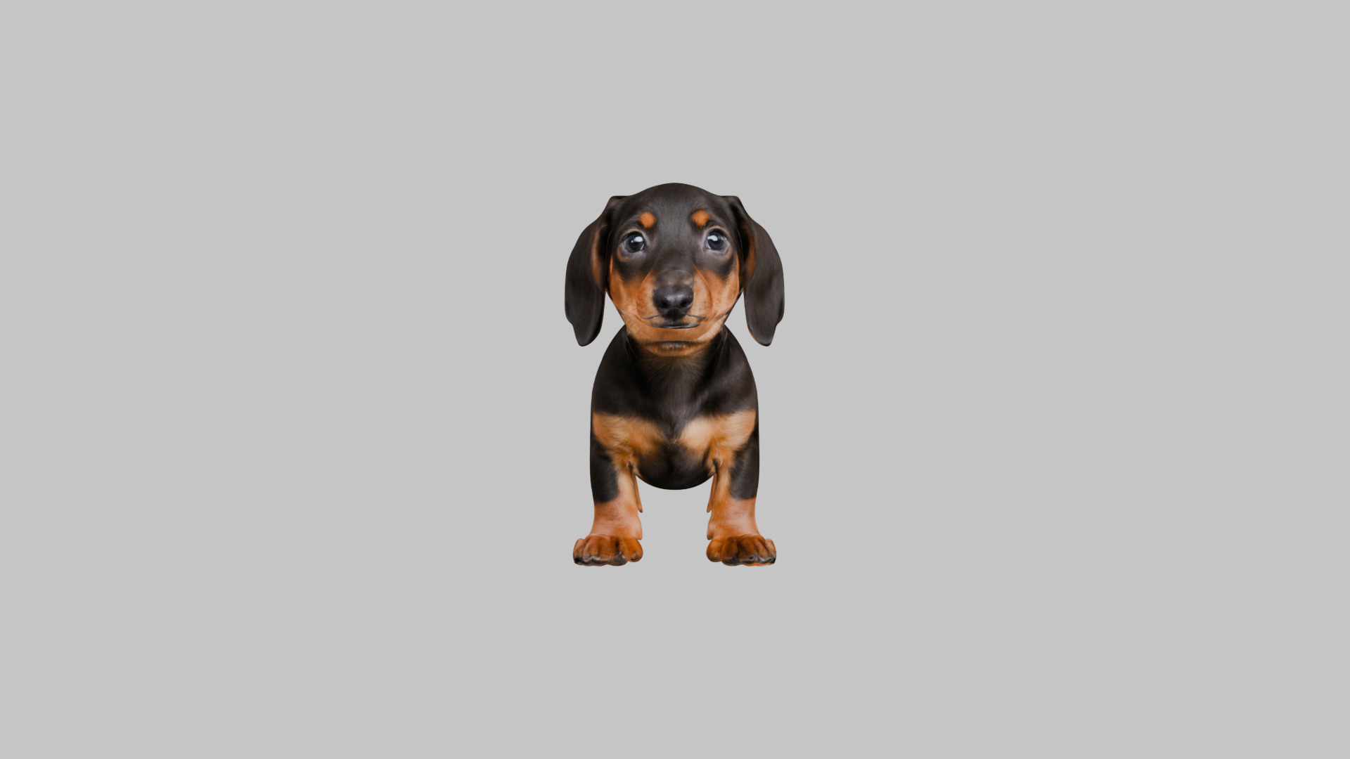 Cute 3D Dachshund Model Low Poly Game Ready Low-poly 3D model_21