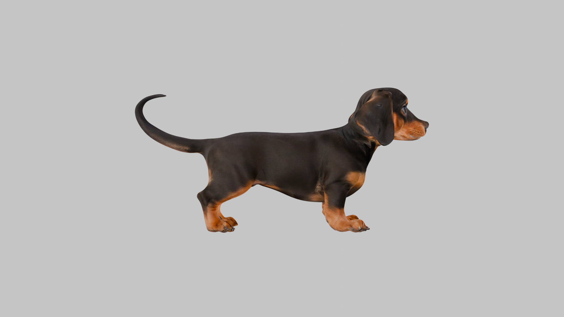 Cute 3D Dachshund Model Low Poly Game Ready Low-poly 3D model_11