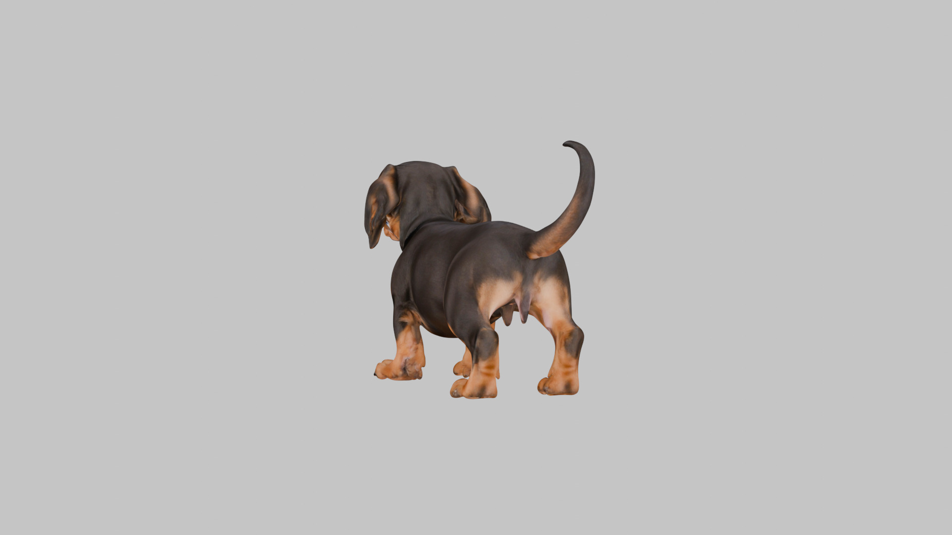 Cute 3D Dachshund Model Low Poly Game Ready Low-poly 3D model_1