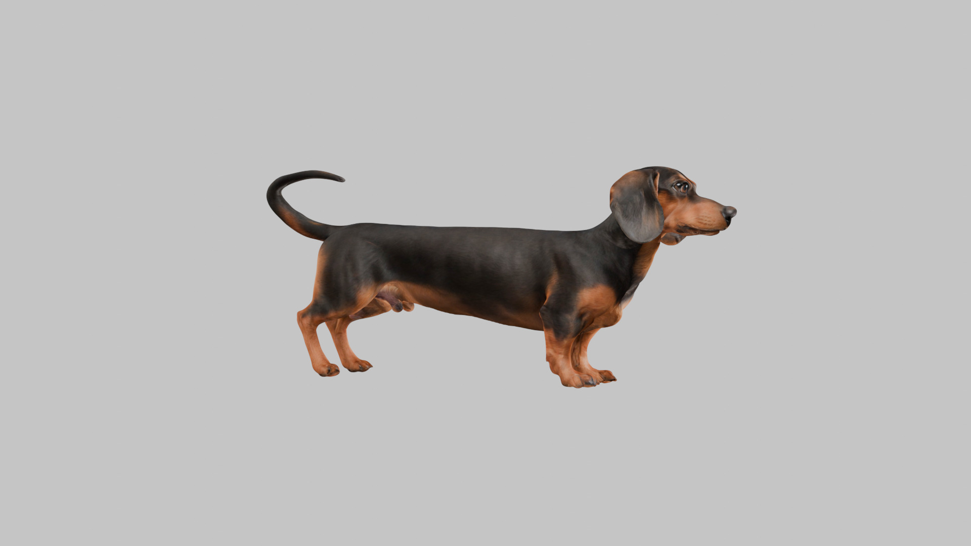 A realistic Dachshund Dog Low-poly 3D model_10