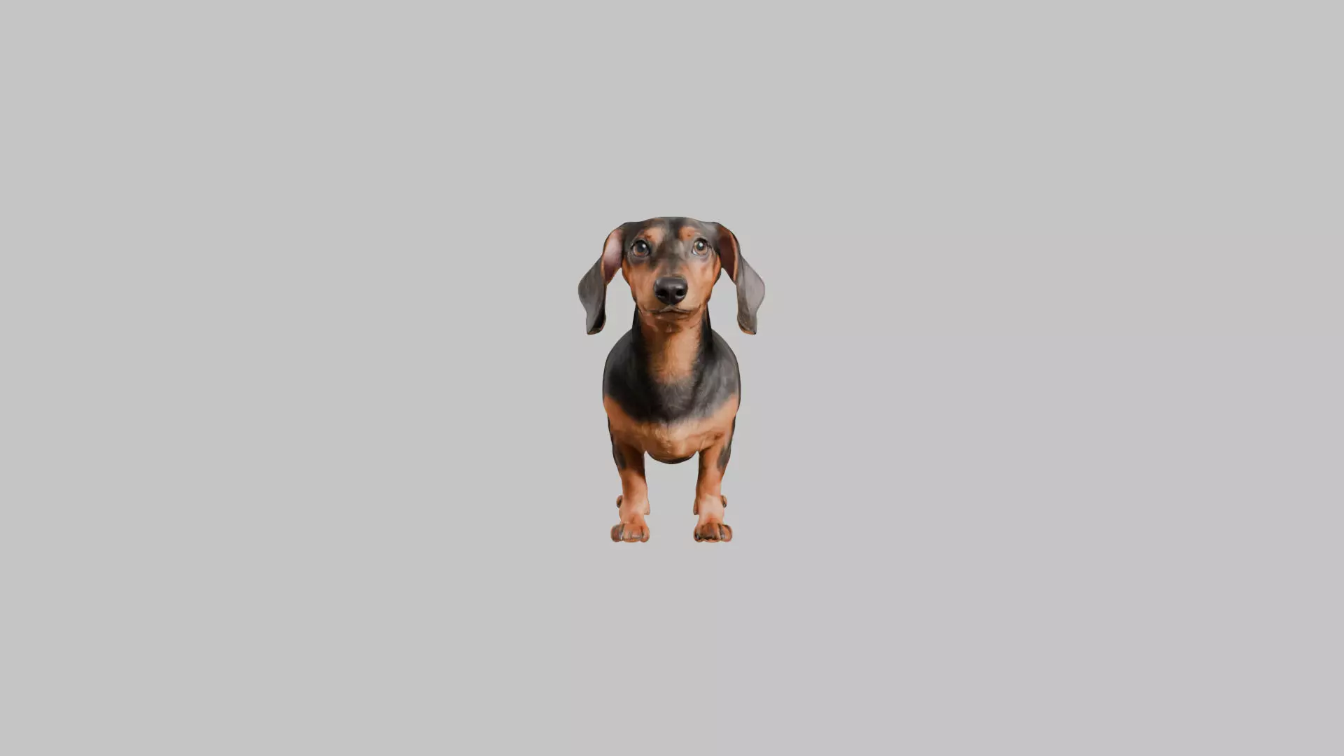 A realistic Dachshund Dog Low-poly 3D model_0