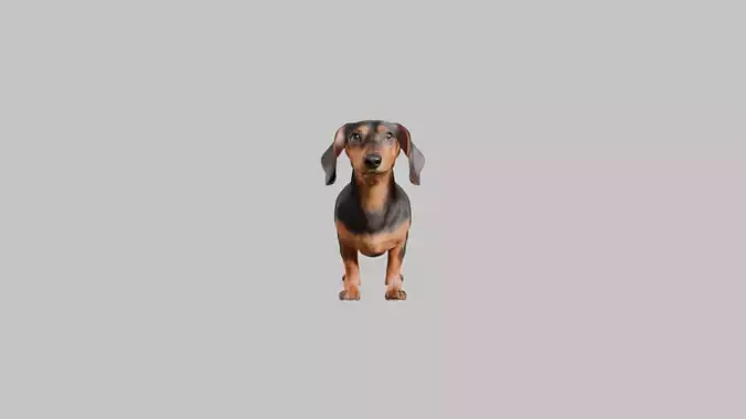 A realistic Dachshund Dog