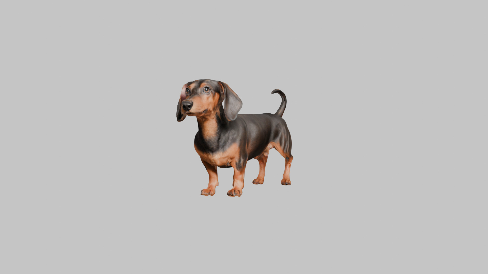 A realistic Dachshund Dog Low-poly 3D model_7