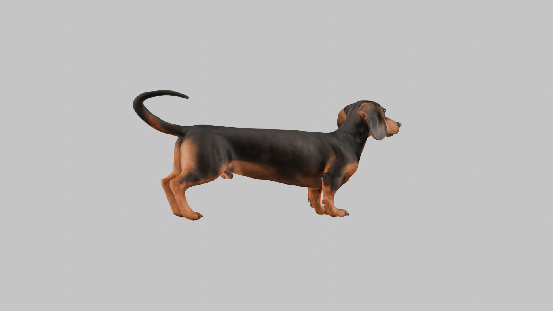 A realistic Dachshund Dog Low-poly 3D model_12