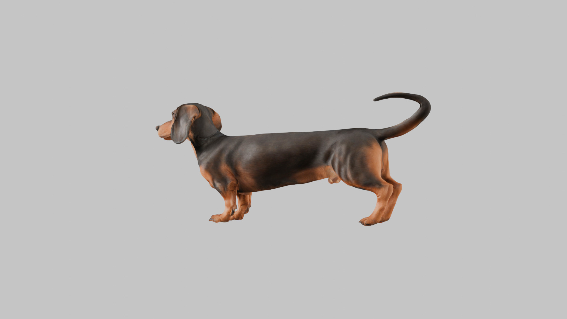 A realistic Dachshund Dog Low-poly 3D model_3