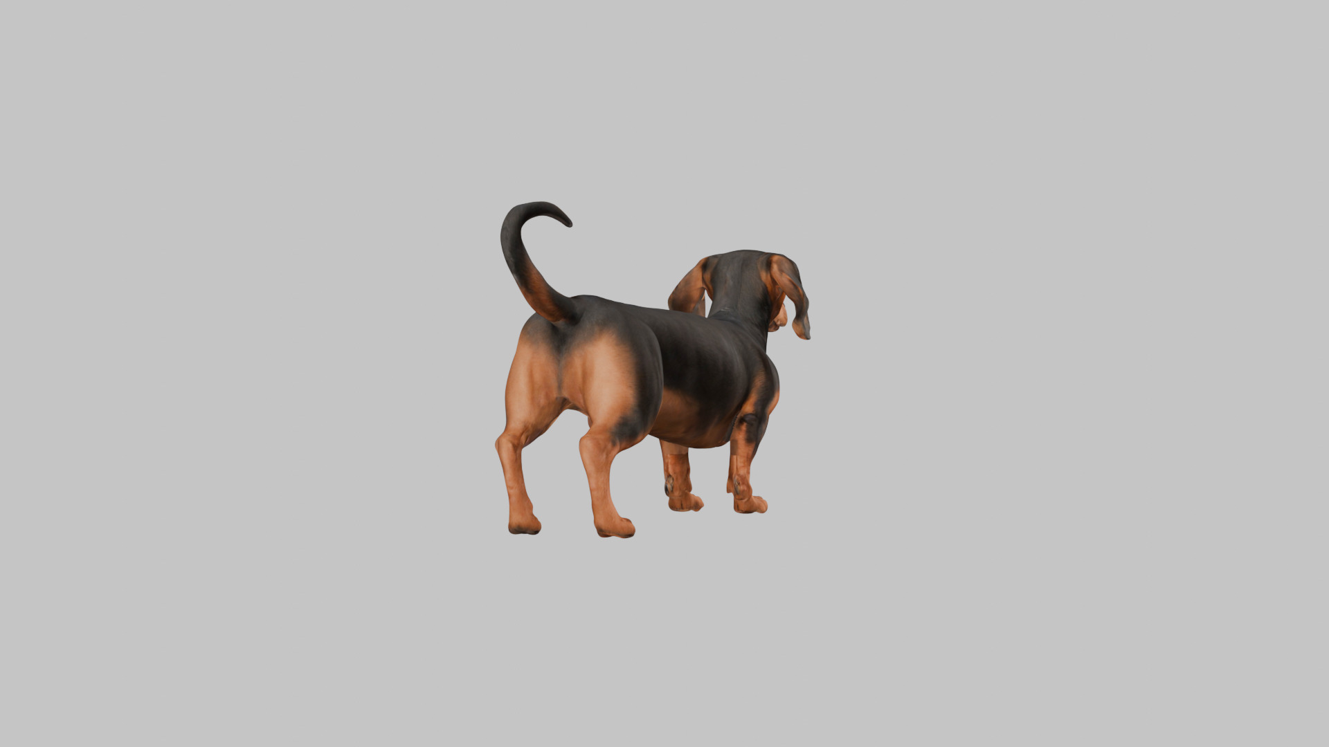 A realistic Dachshund Dog Low-poly 3D model_14
