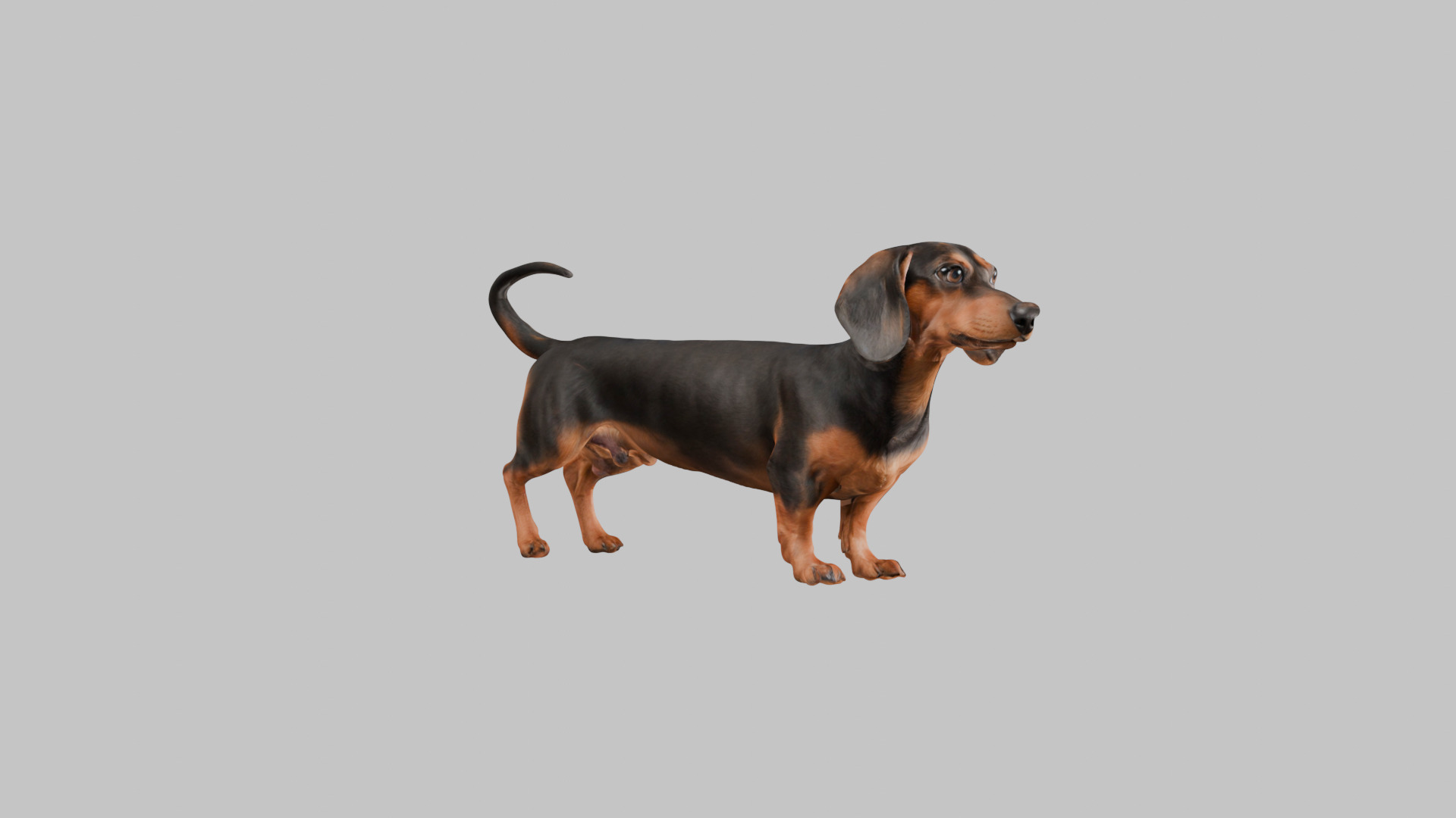 A realistic Dachshund Dog Low-poly 3D model_9