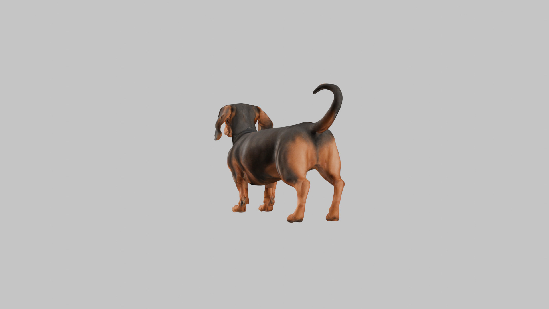 A realistic Dachshund Dog Low-poly 3D model_1