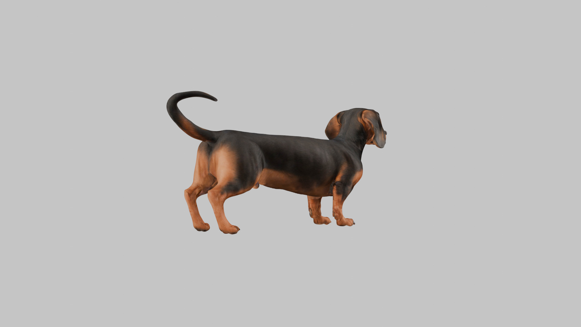 A realistic Dachshund Dog Low-poly 3D model_13