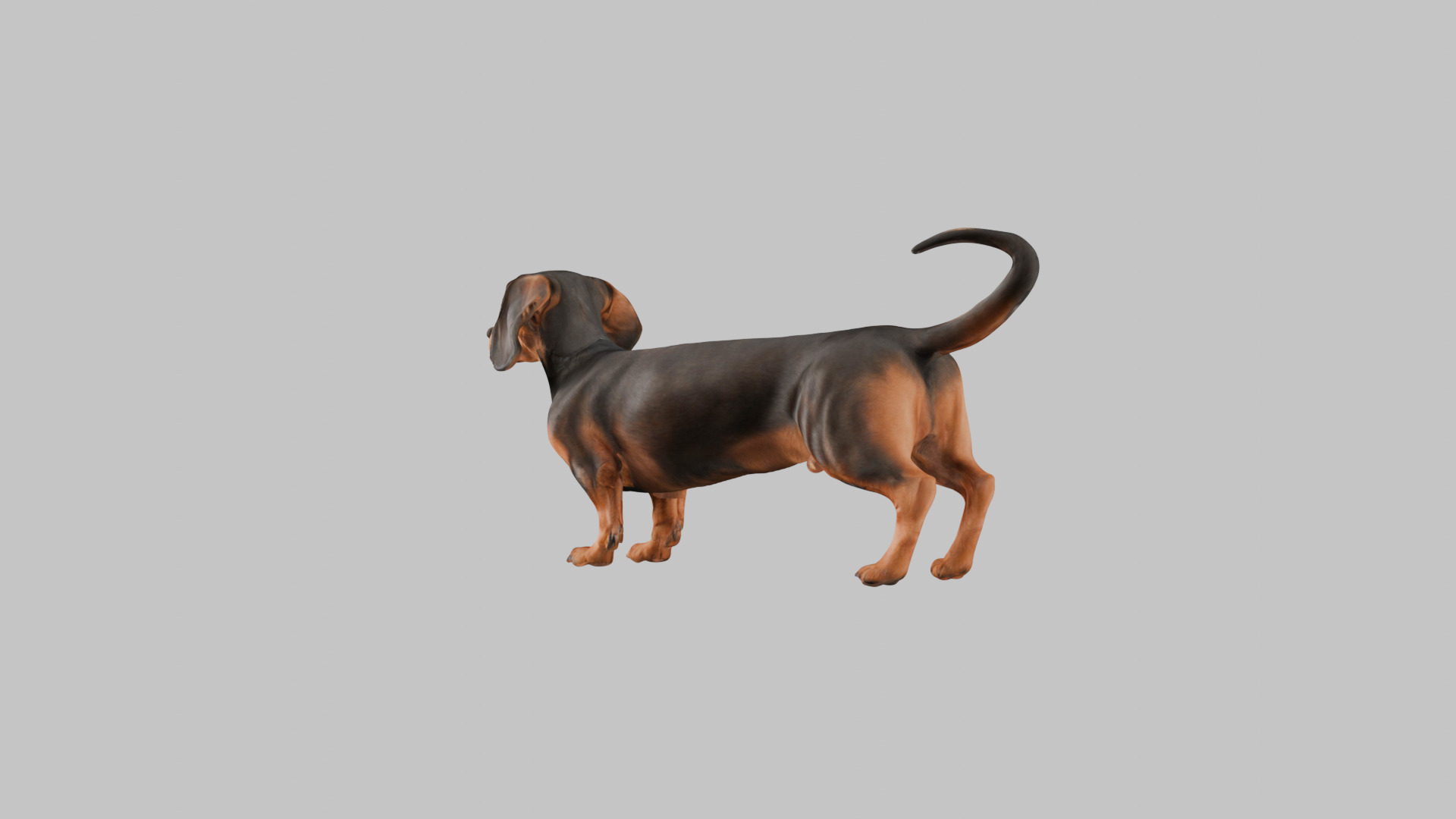 A realistic Dachshund Dog Low-poly 3D model_2