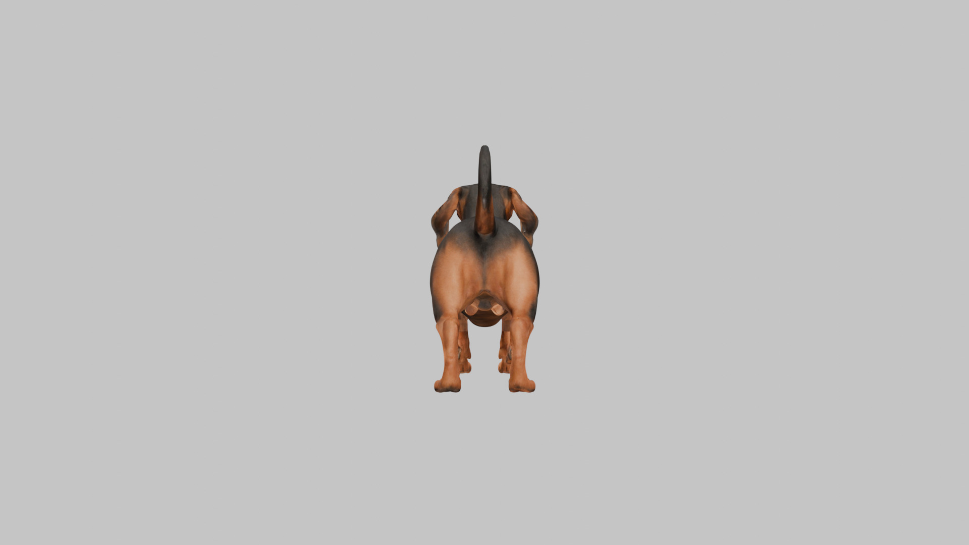 A realistic Dachshund Dog Low-poly 3D model_15