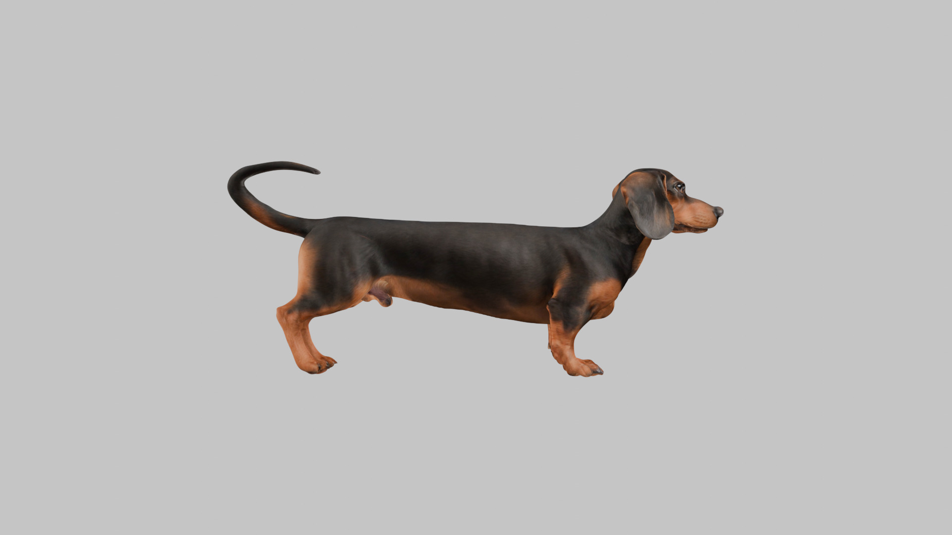 A realistic Dachshund Dog Low-poly 3D model_11