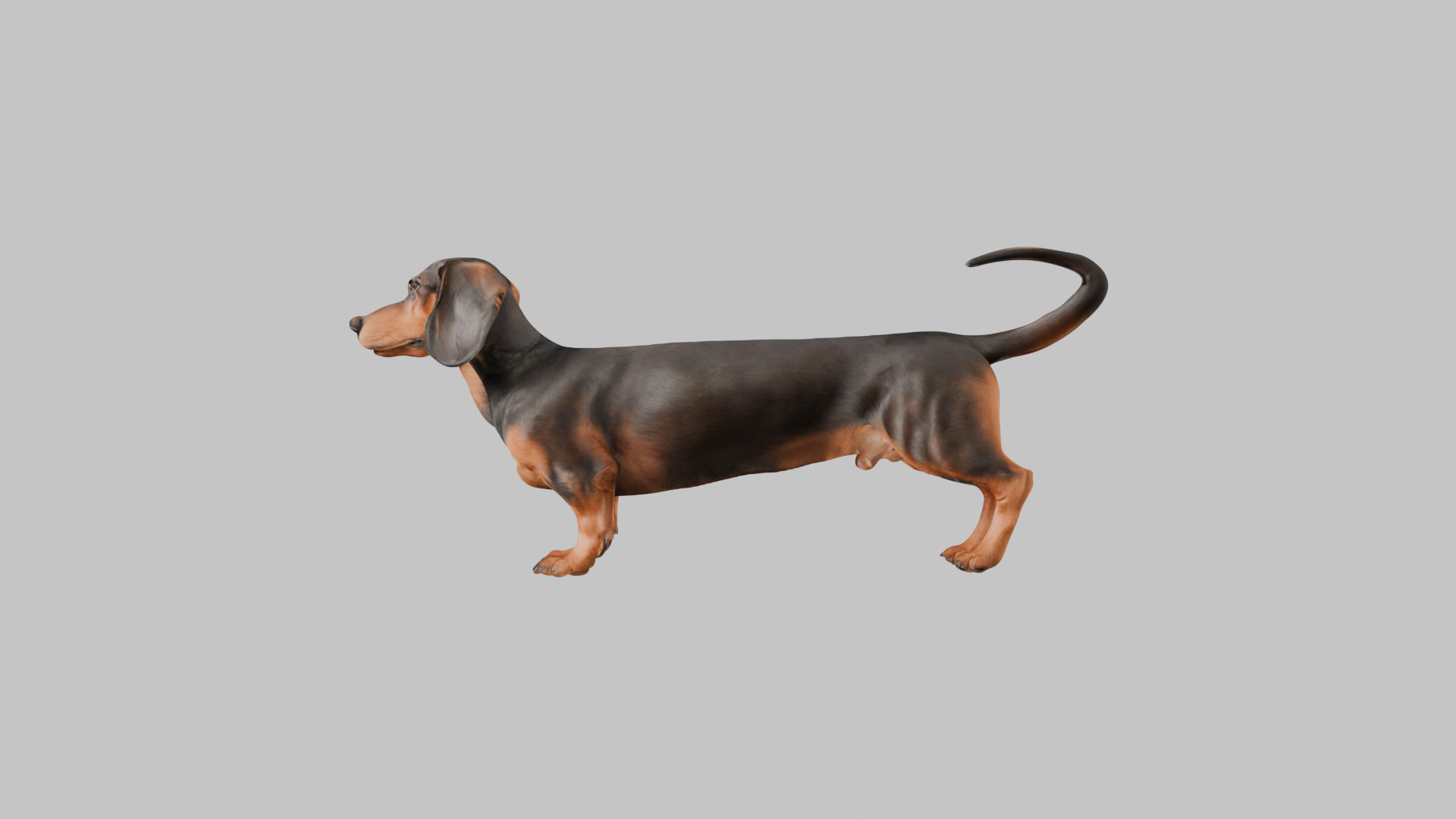 A realistic Dachshund Dog Low-poly 3D model_4