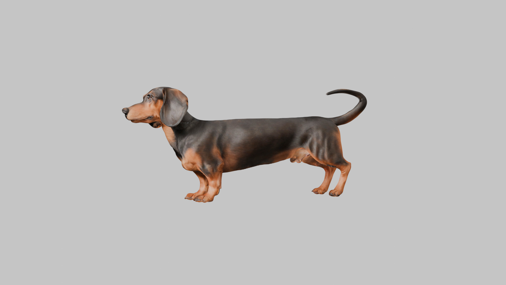 A realistic Dachshund Dog Low-poly 3D model_5