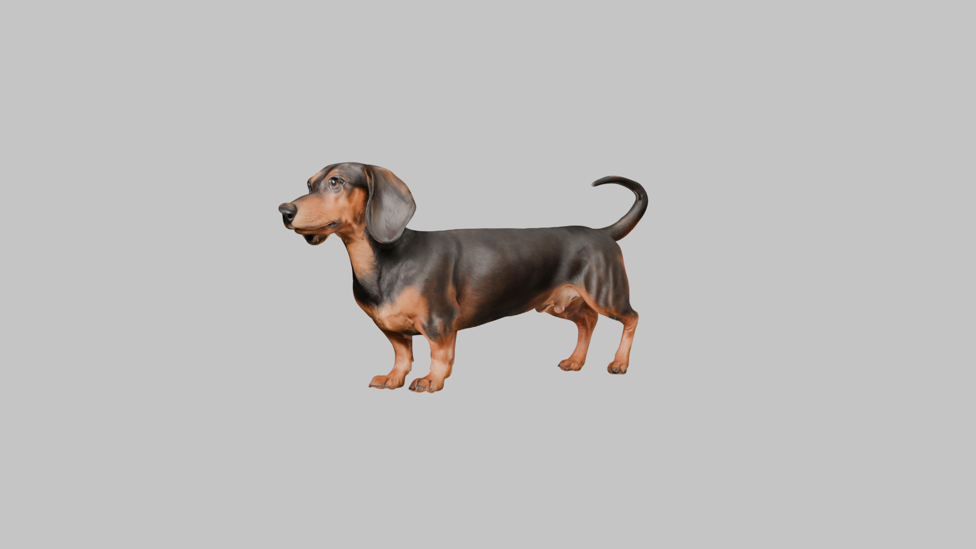 A realistic Dachshund Dog Low-poly 3D model_6