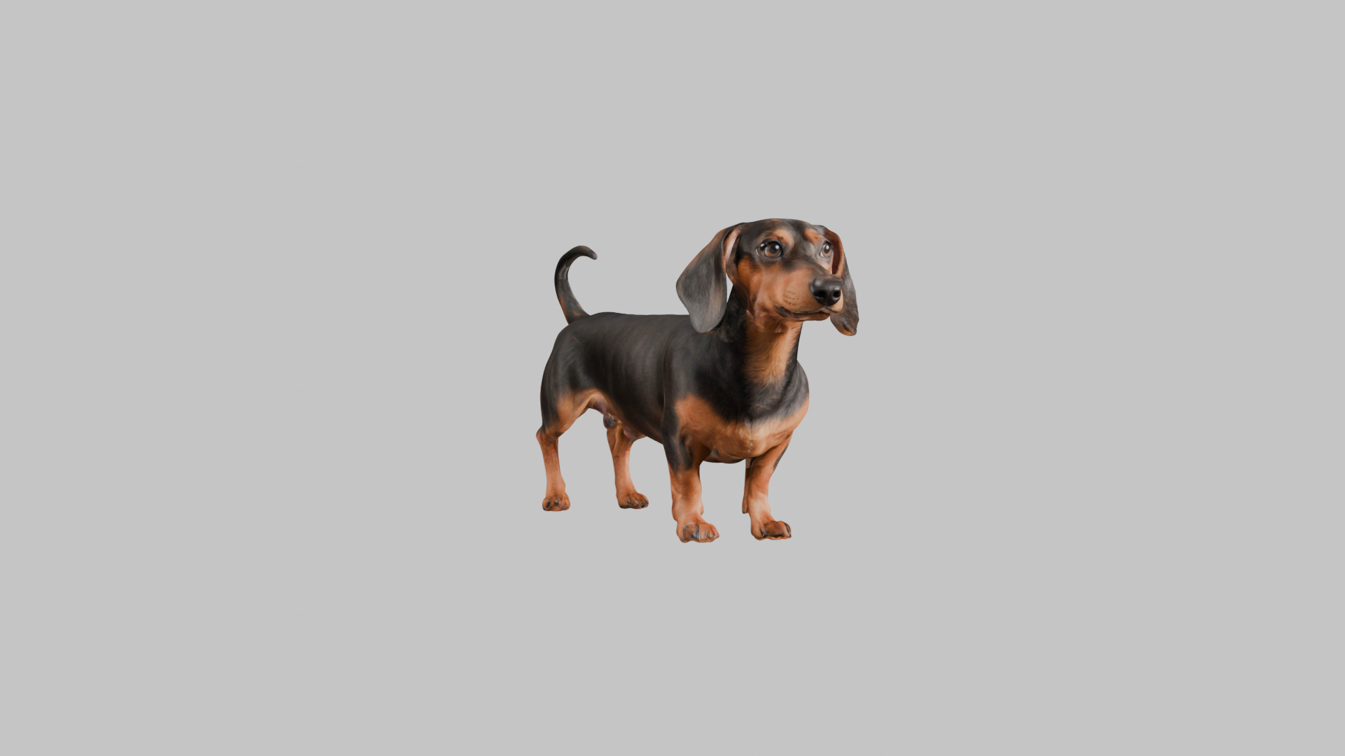 A realistic Dachshund Dog Low-poly 3D model_8