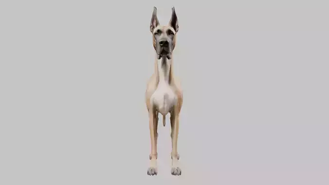 A majestic Great Dane