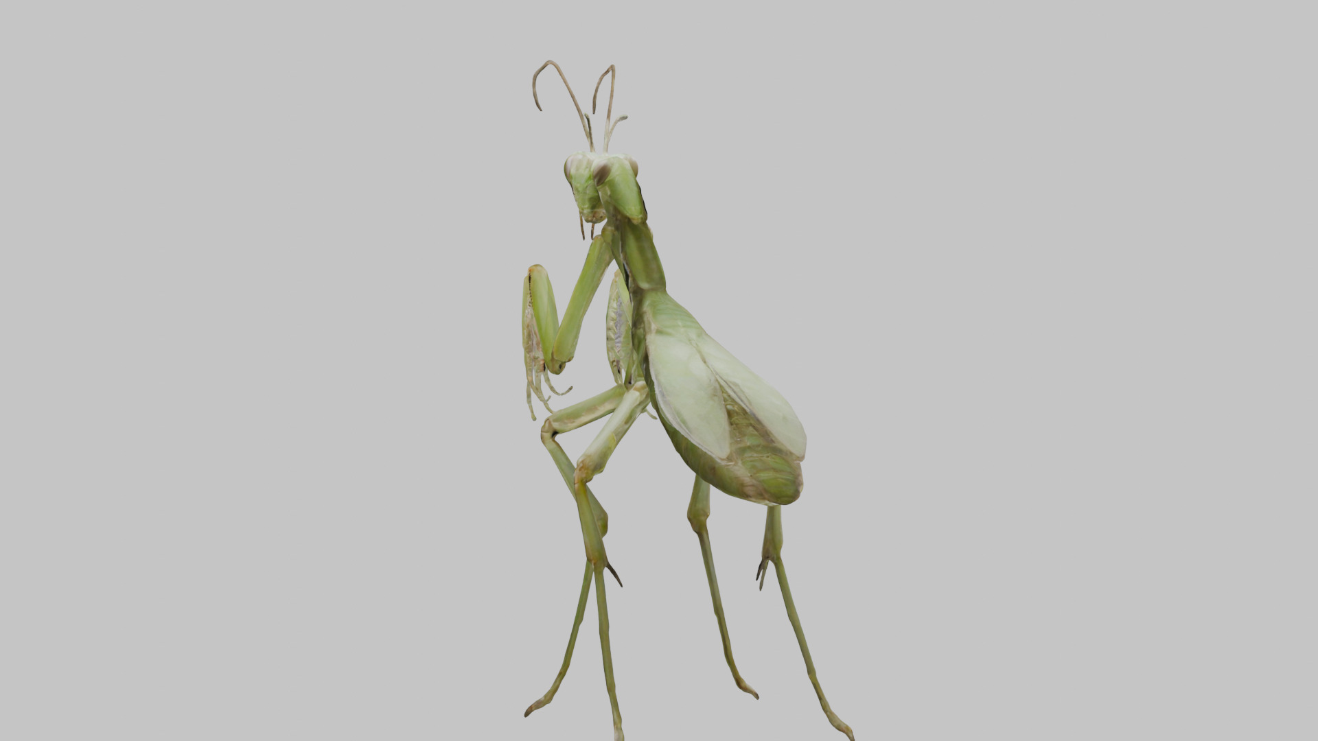 Green mantis insect Low-poly 3D model_2