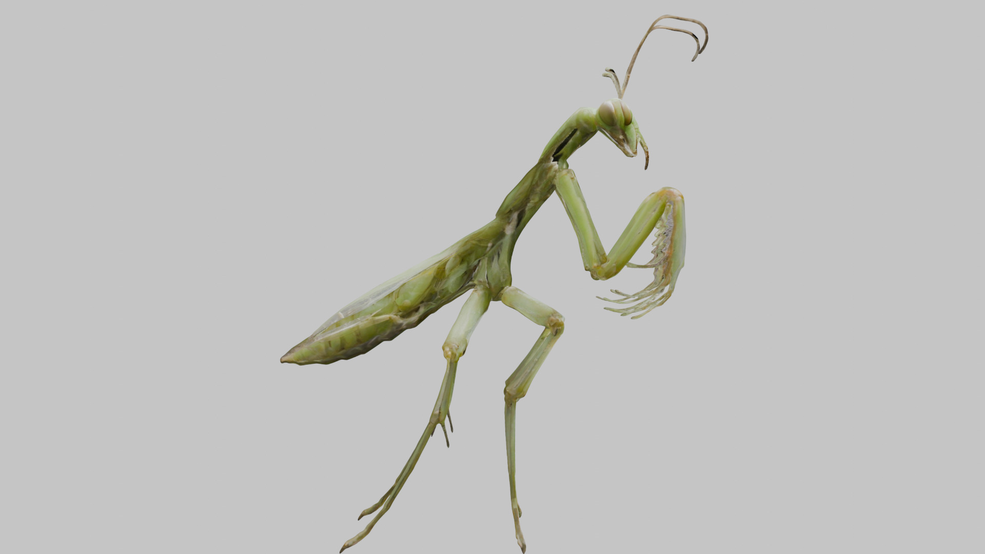 Green mantis insect Low-poly 3D model_11