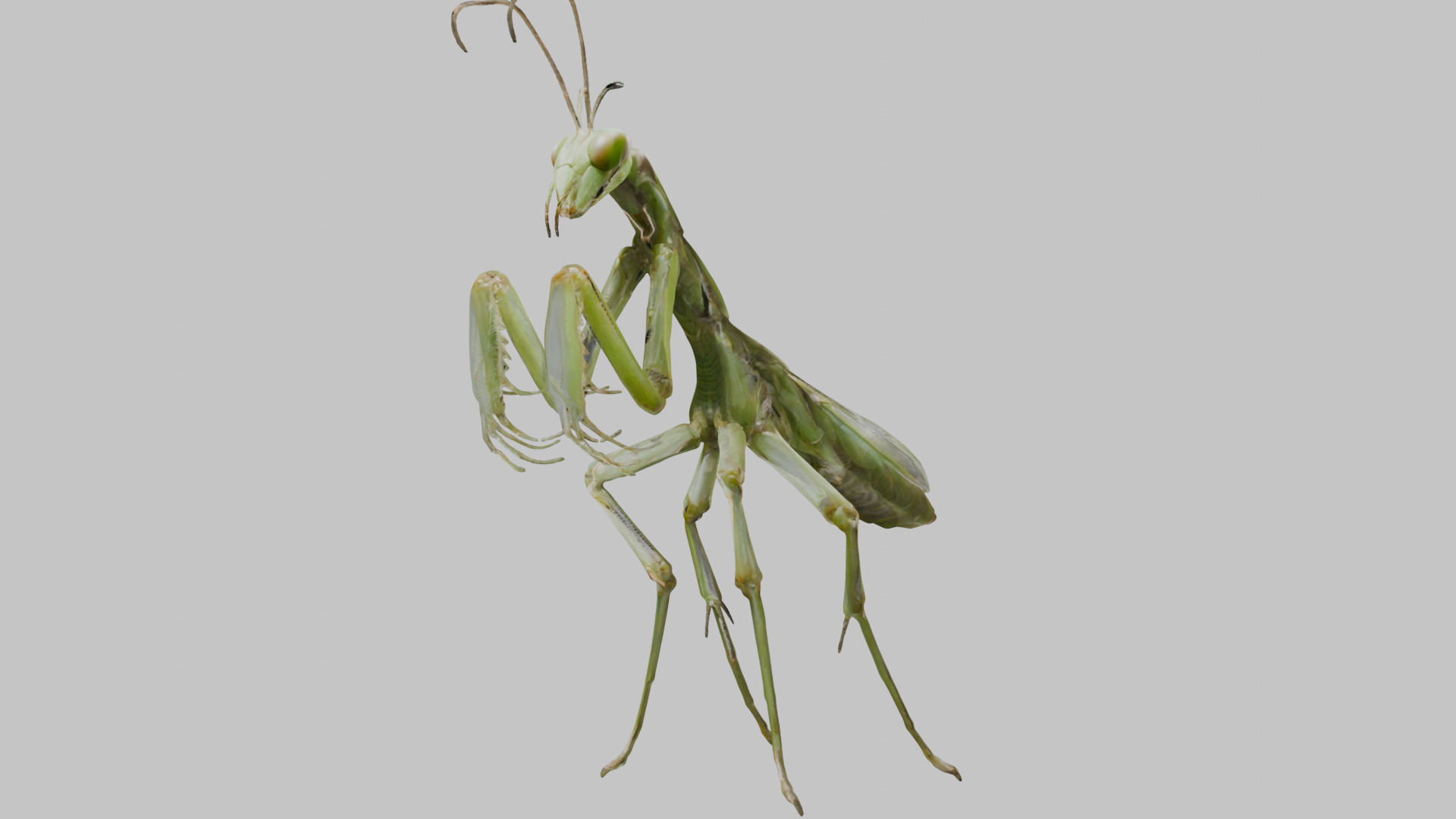 Green mantis insect Low-poly 3D model_7