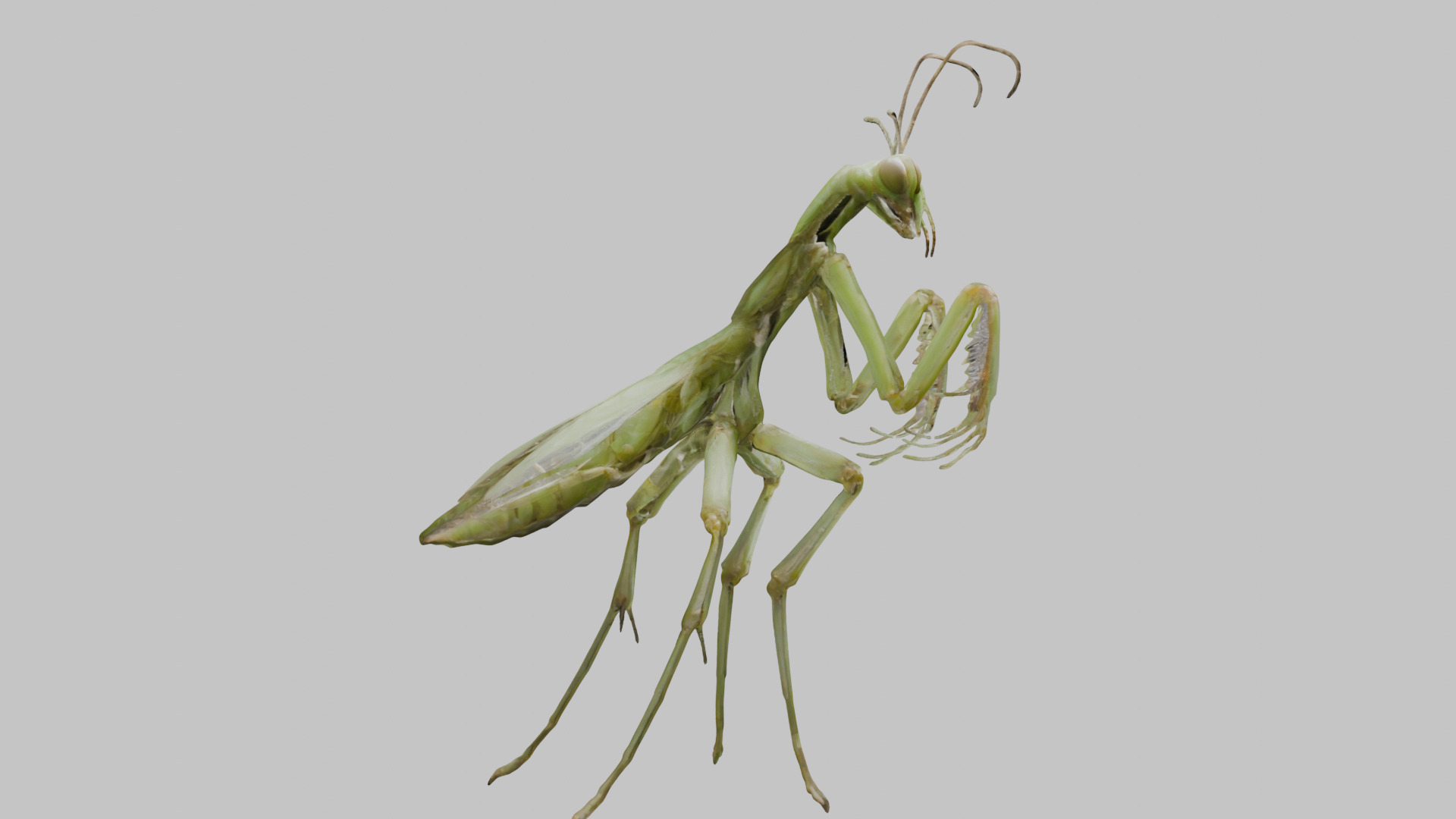 Green mantis insect Low-poly 3D model_12