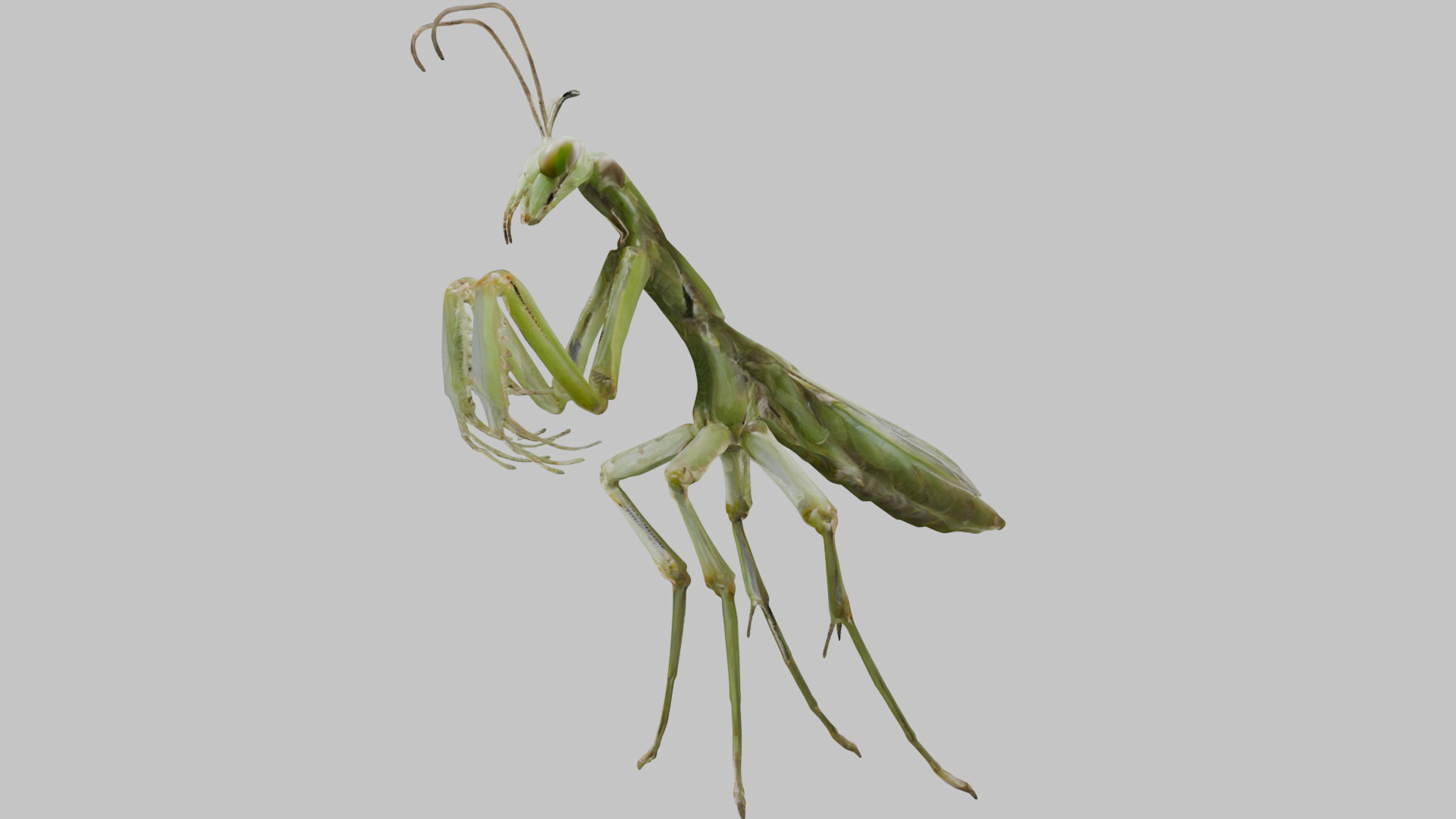 Green mantis insect Low-poly 3D model_6