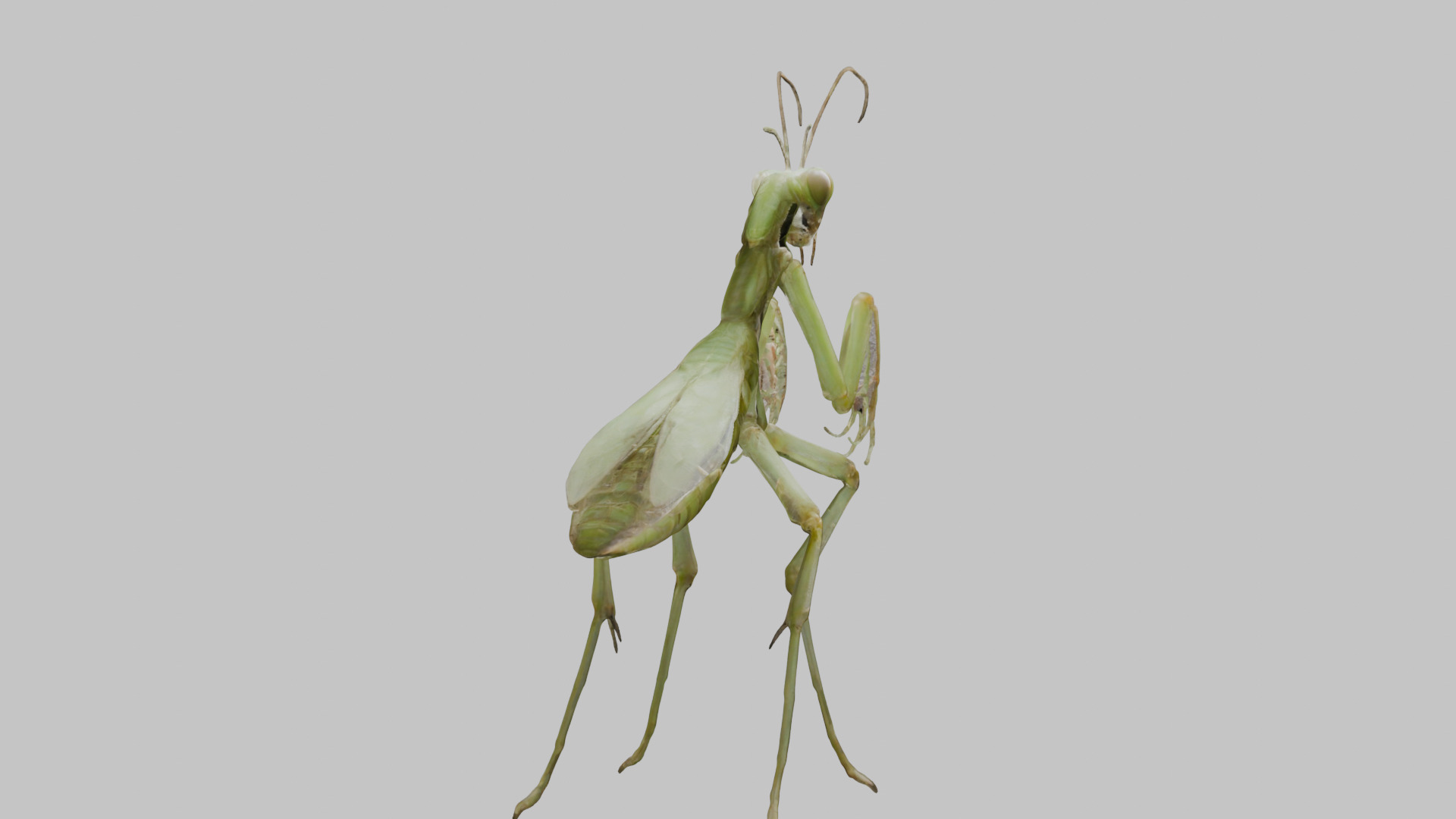 Green mantis insect Low-poly 3D model_14