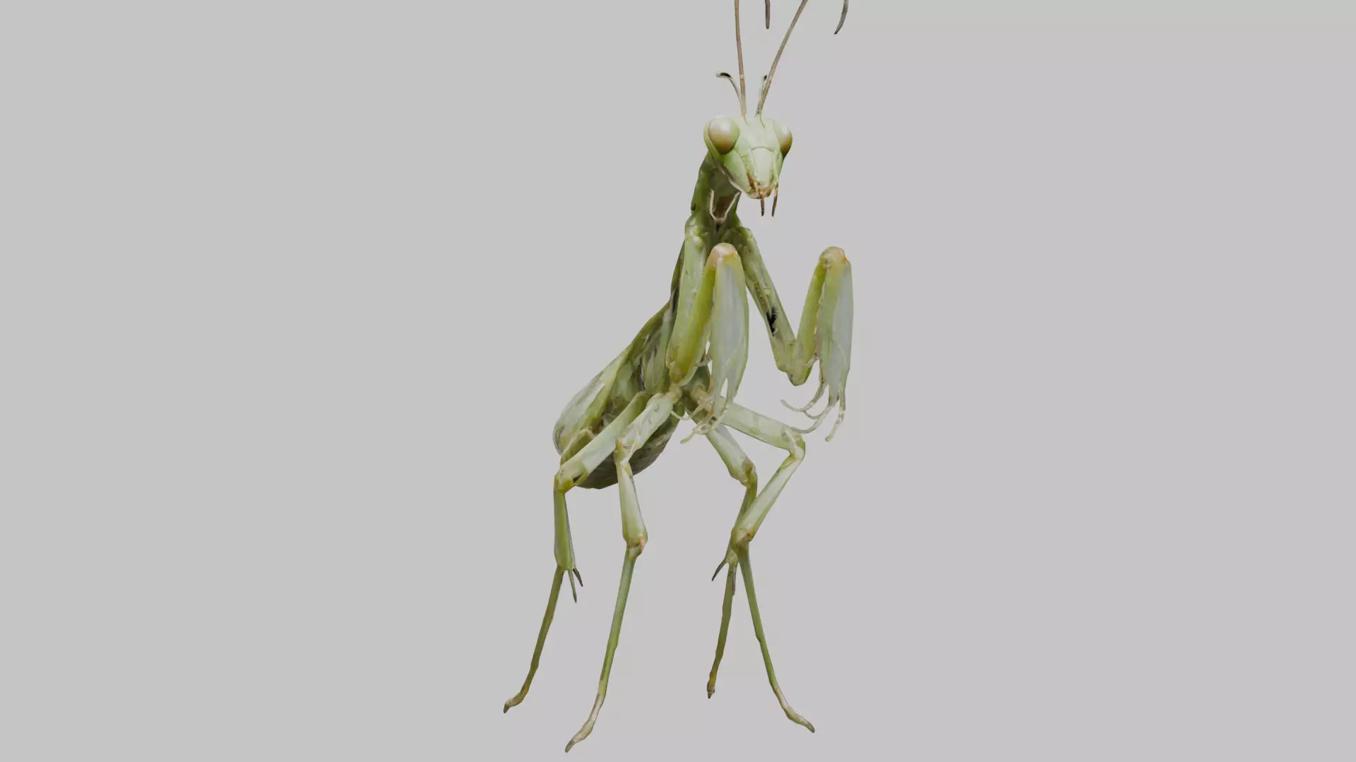 Green mantis insect Low-poly 3D model_0