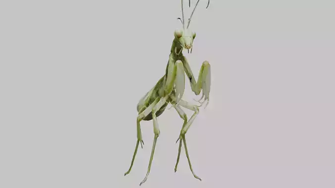 Green mantis insect