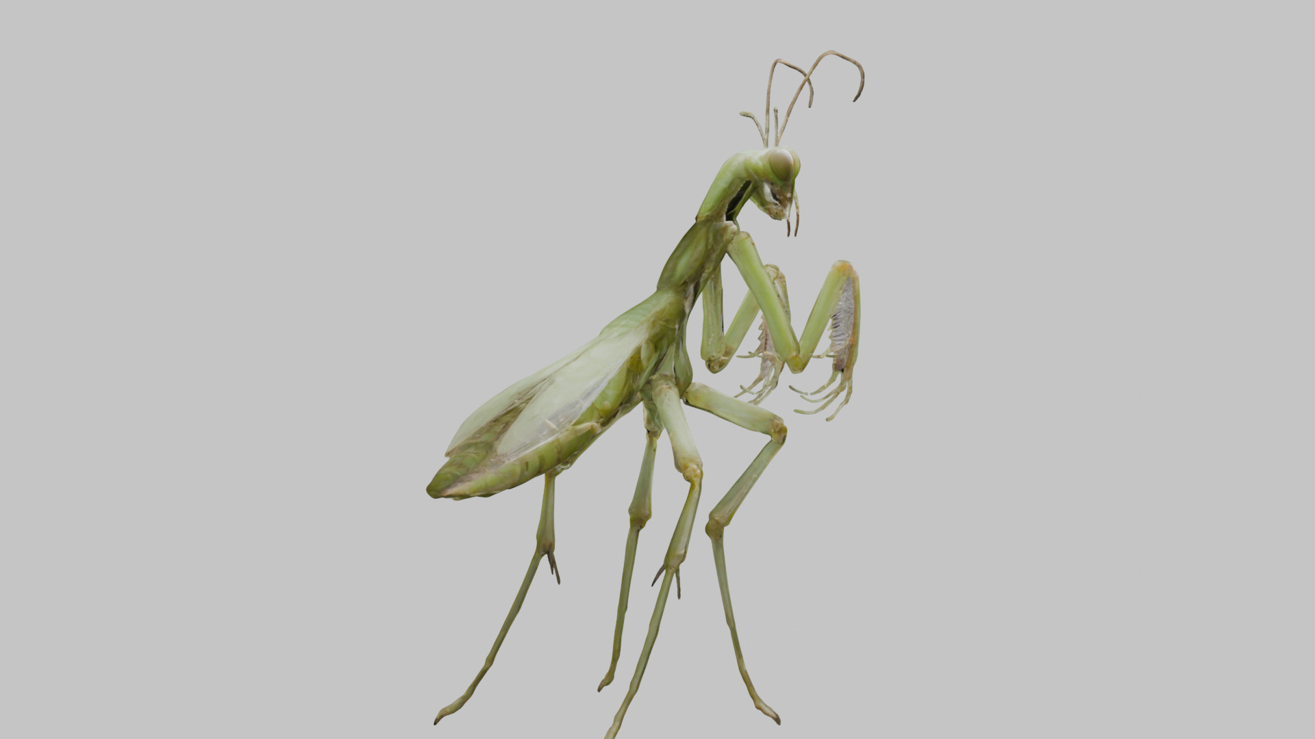 Green mantis insect Low-poly 3D model_13