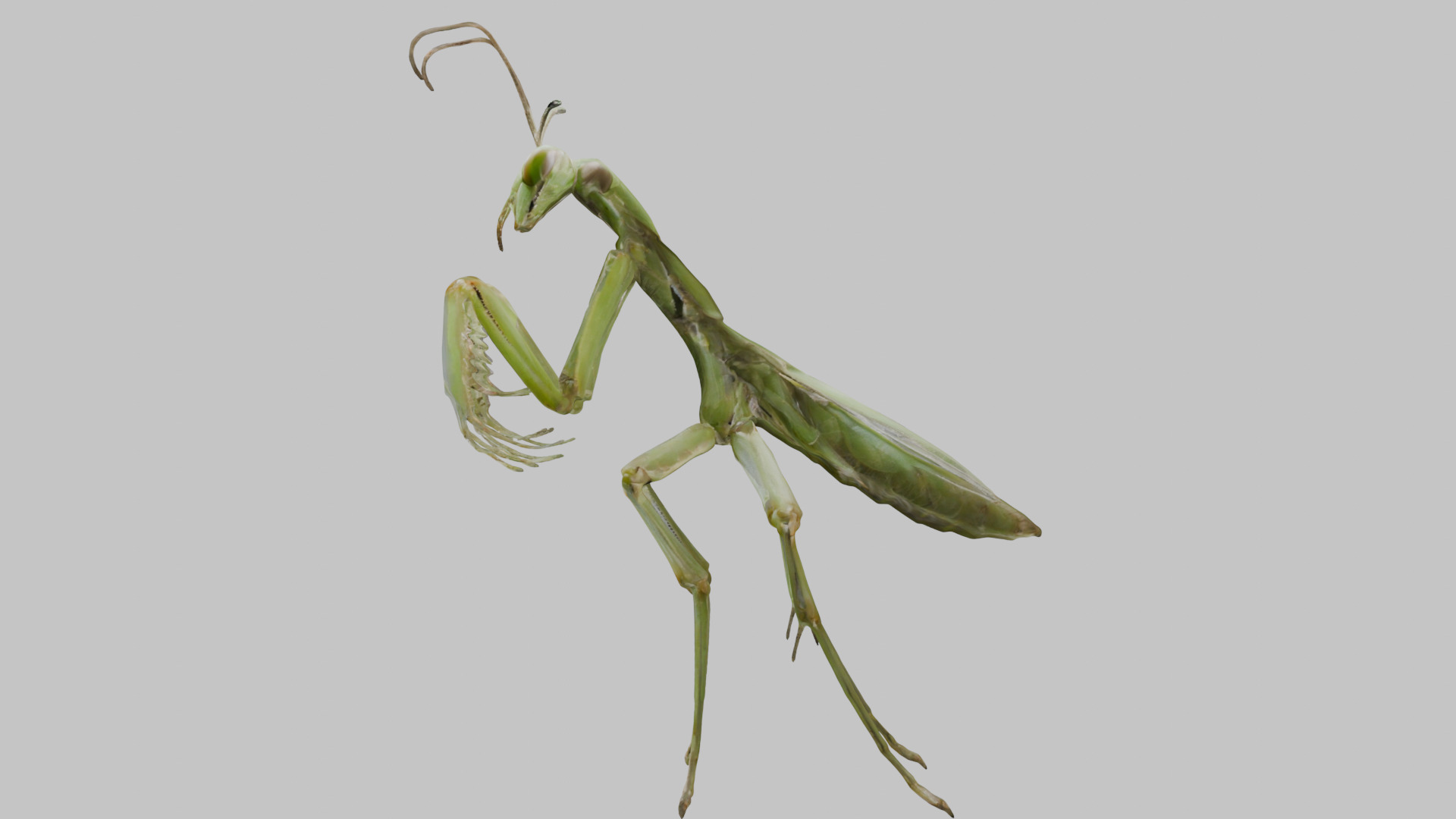 Green mantis insect Low-poly 3D model_5