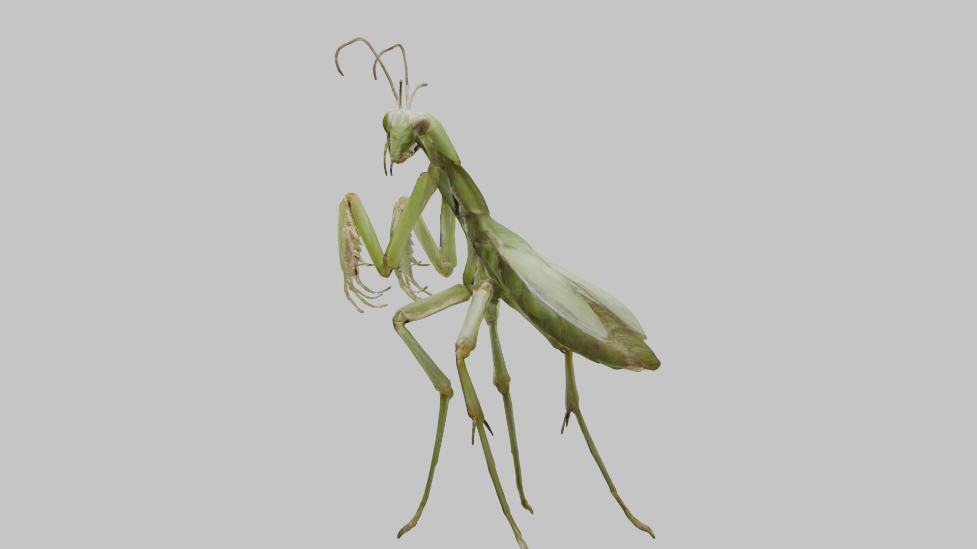 Green mantis insect Low-poly 3D model_3
