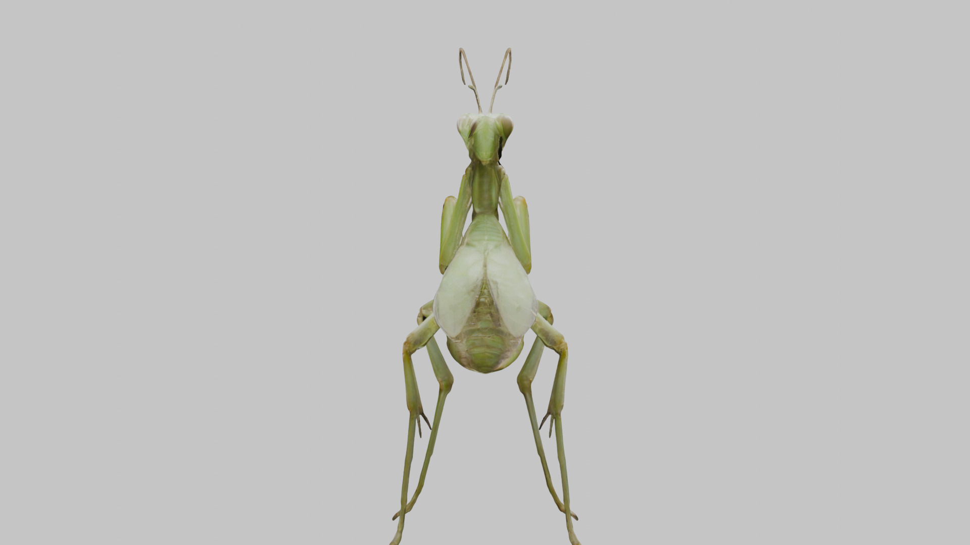 Green mantis insect Low-poly 3D model_15