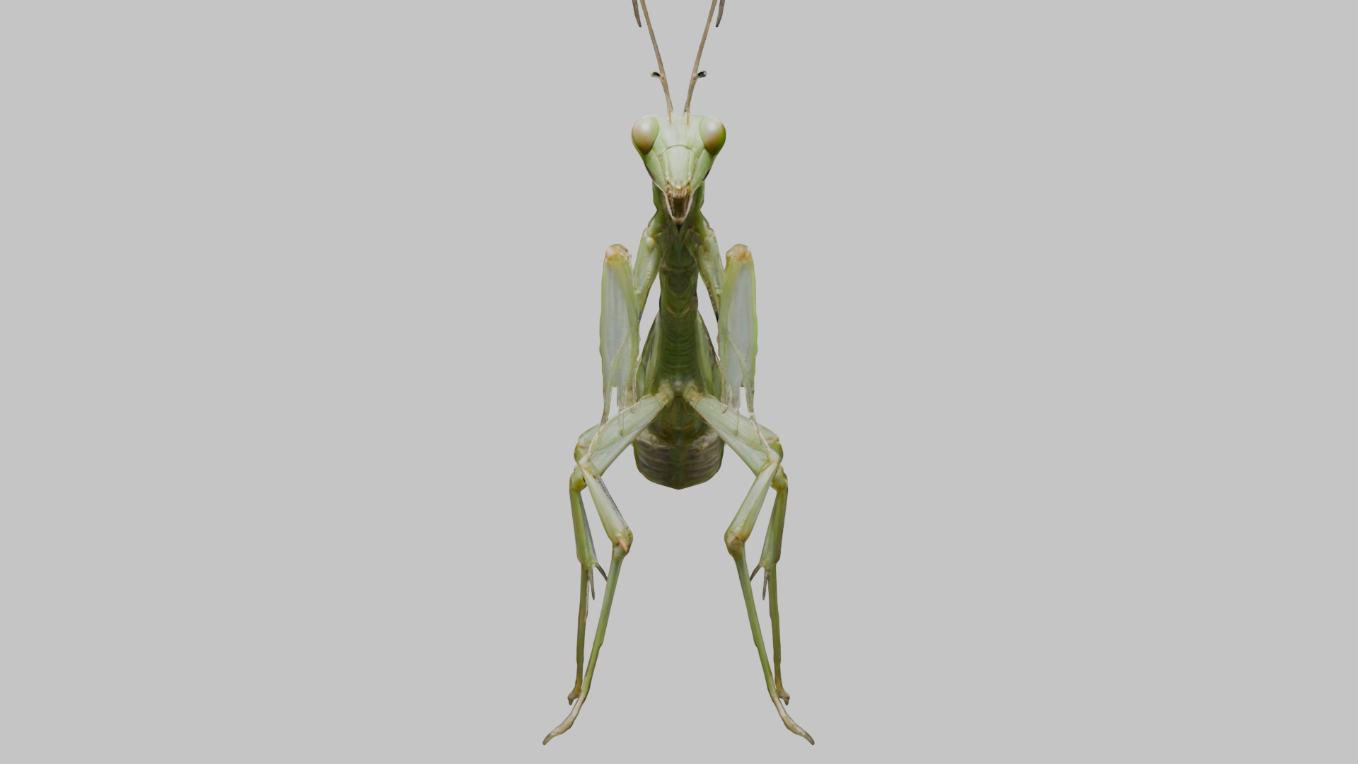 Green mantis insect Low-poly 3D model_1