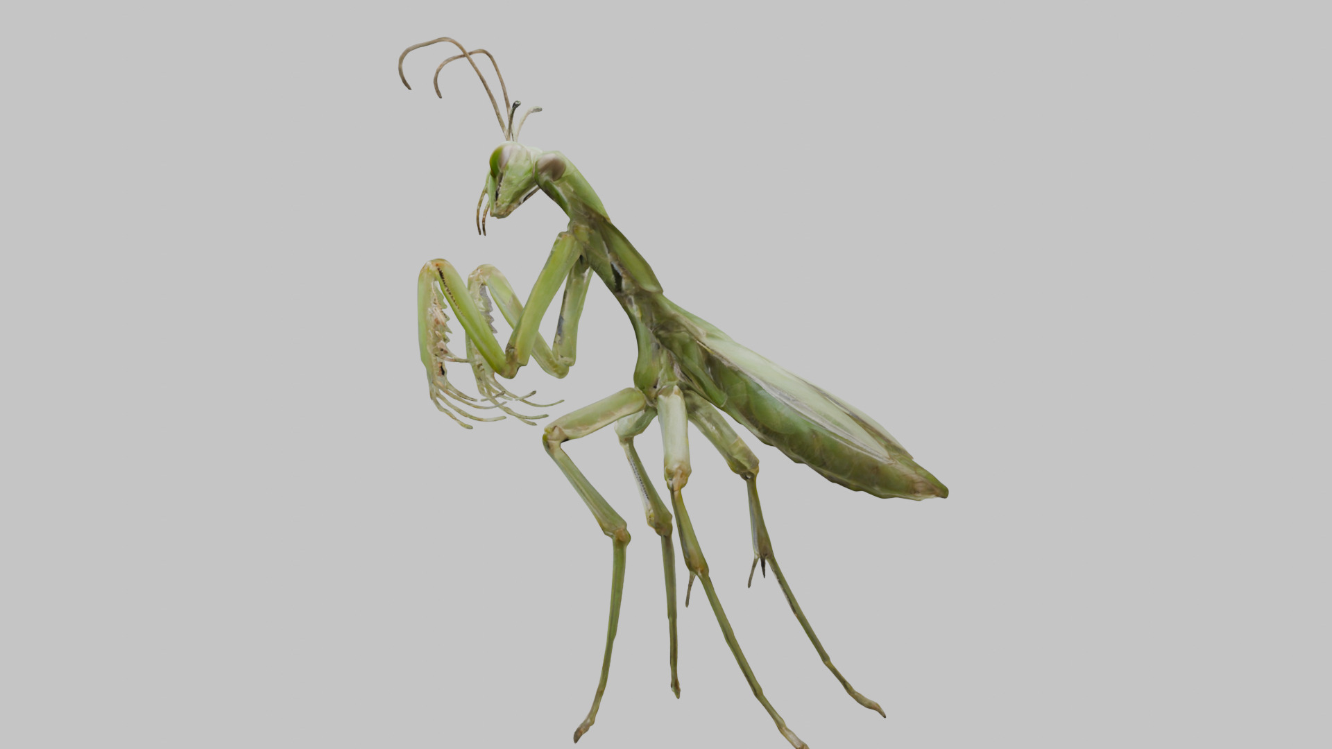 Green mantis insect Low-poly 3D model_4