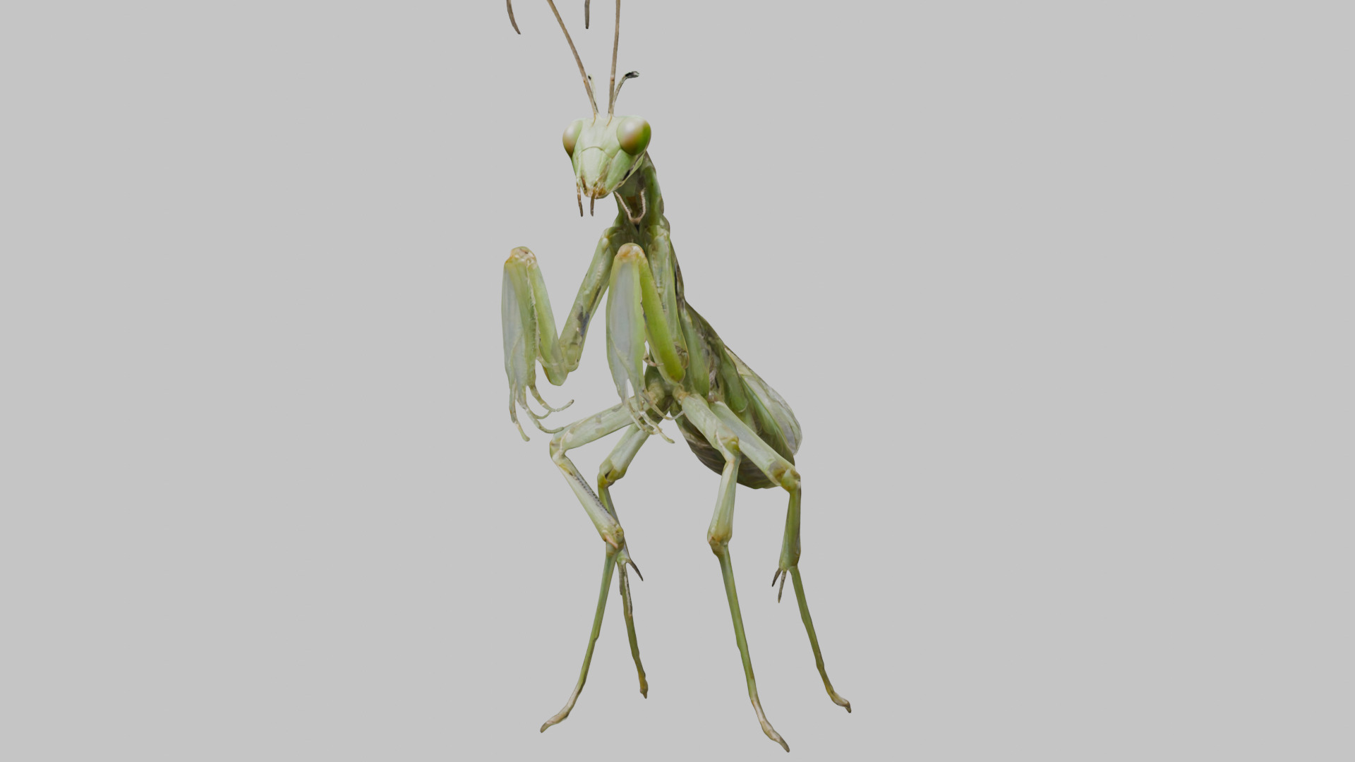 Green mantis insect Low-poly 3D model_8
