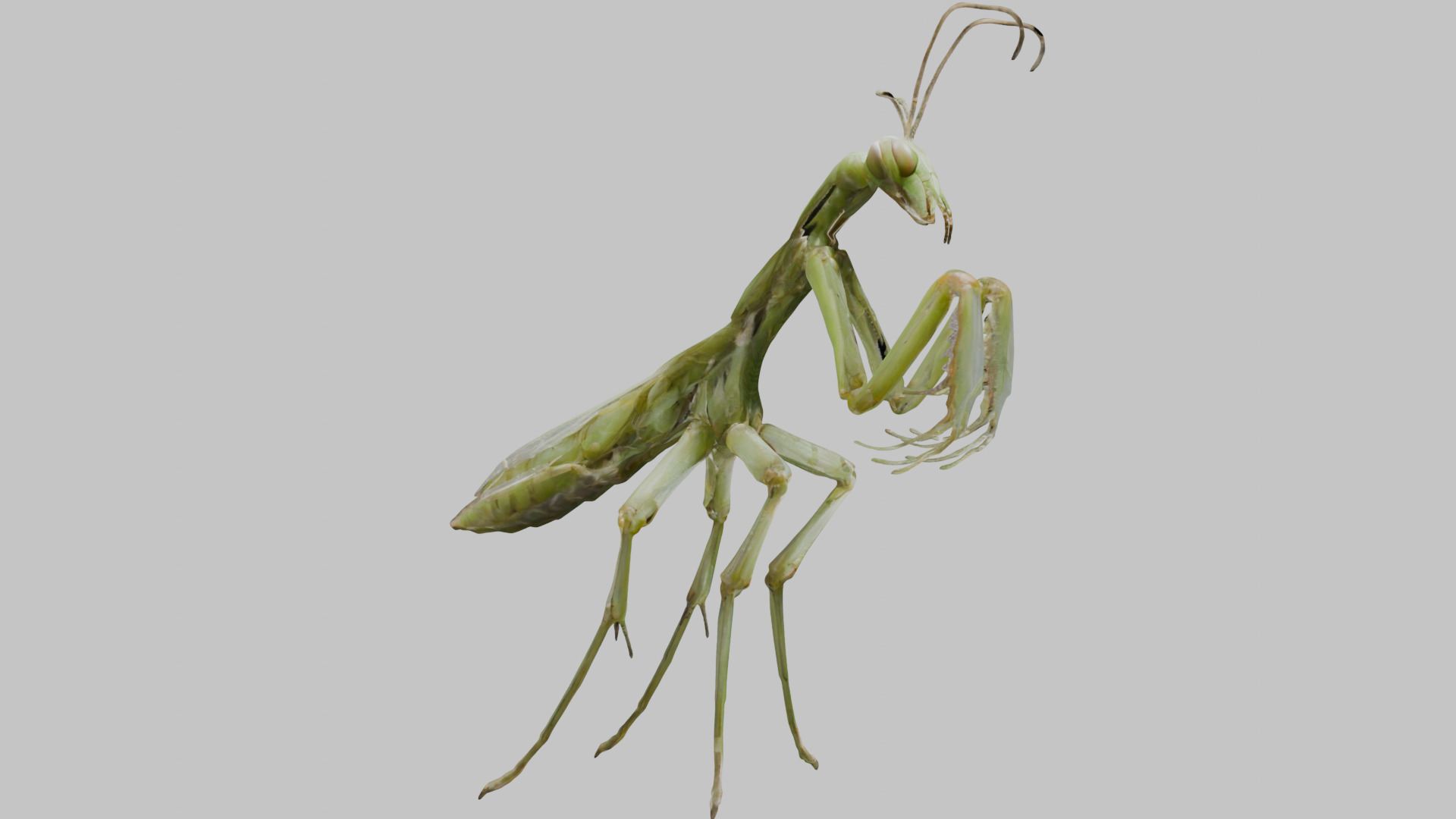 Green mantis insect Low-poly 3D model_10