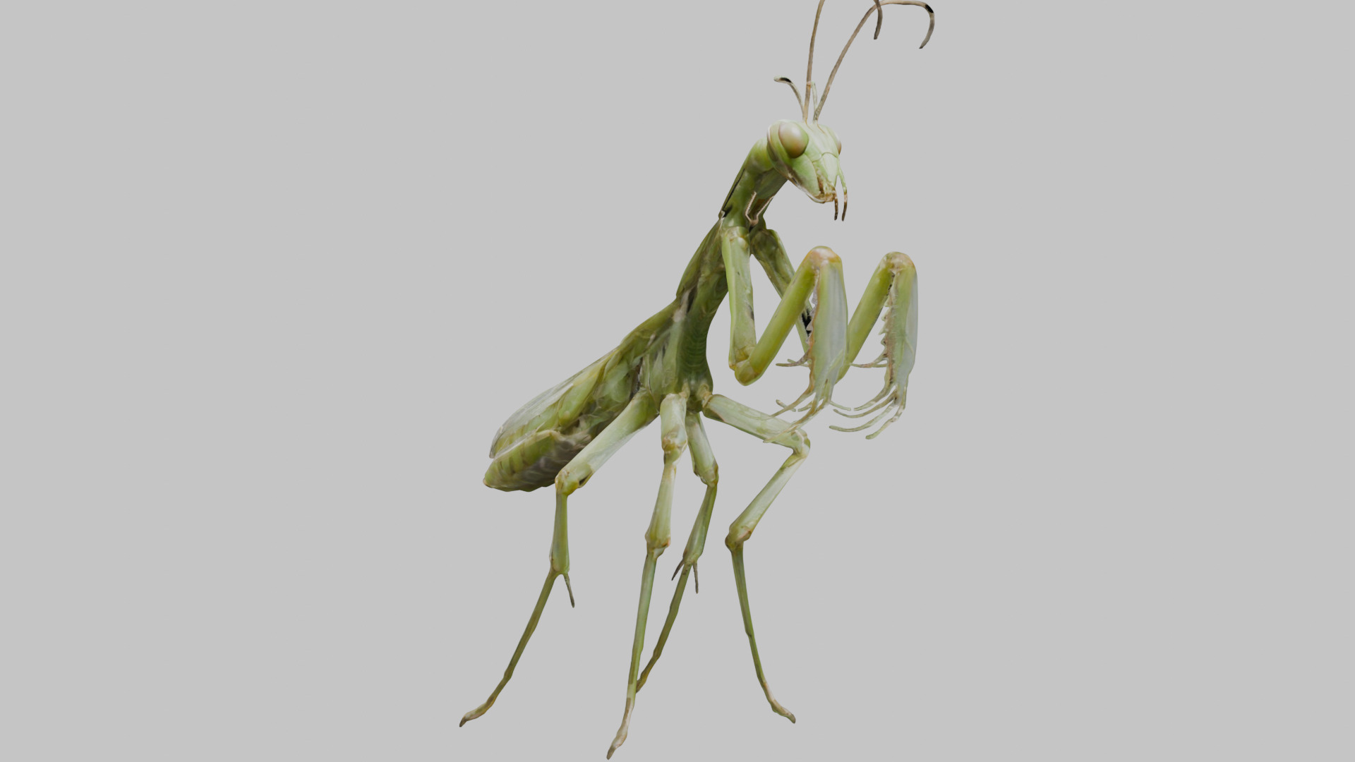 Green mantis insect Low-poly 3D model_9