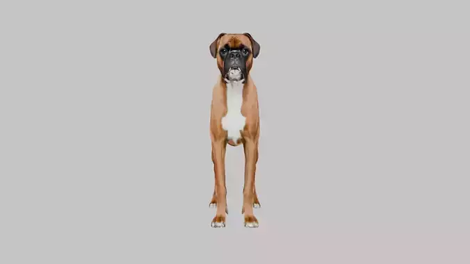 A detailed Boxer dog