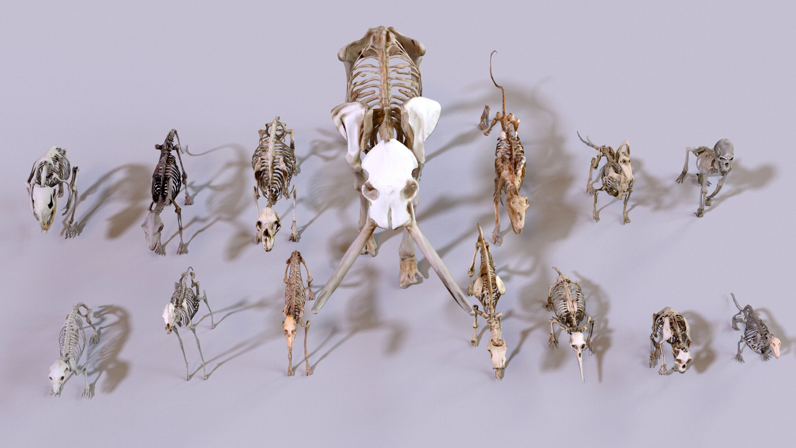 Ultimate Skeleton and Skull Pack - 62 game-ready lowpoly assets Low-poly 3D model_9