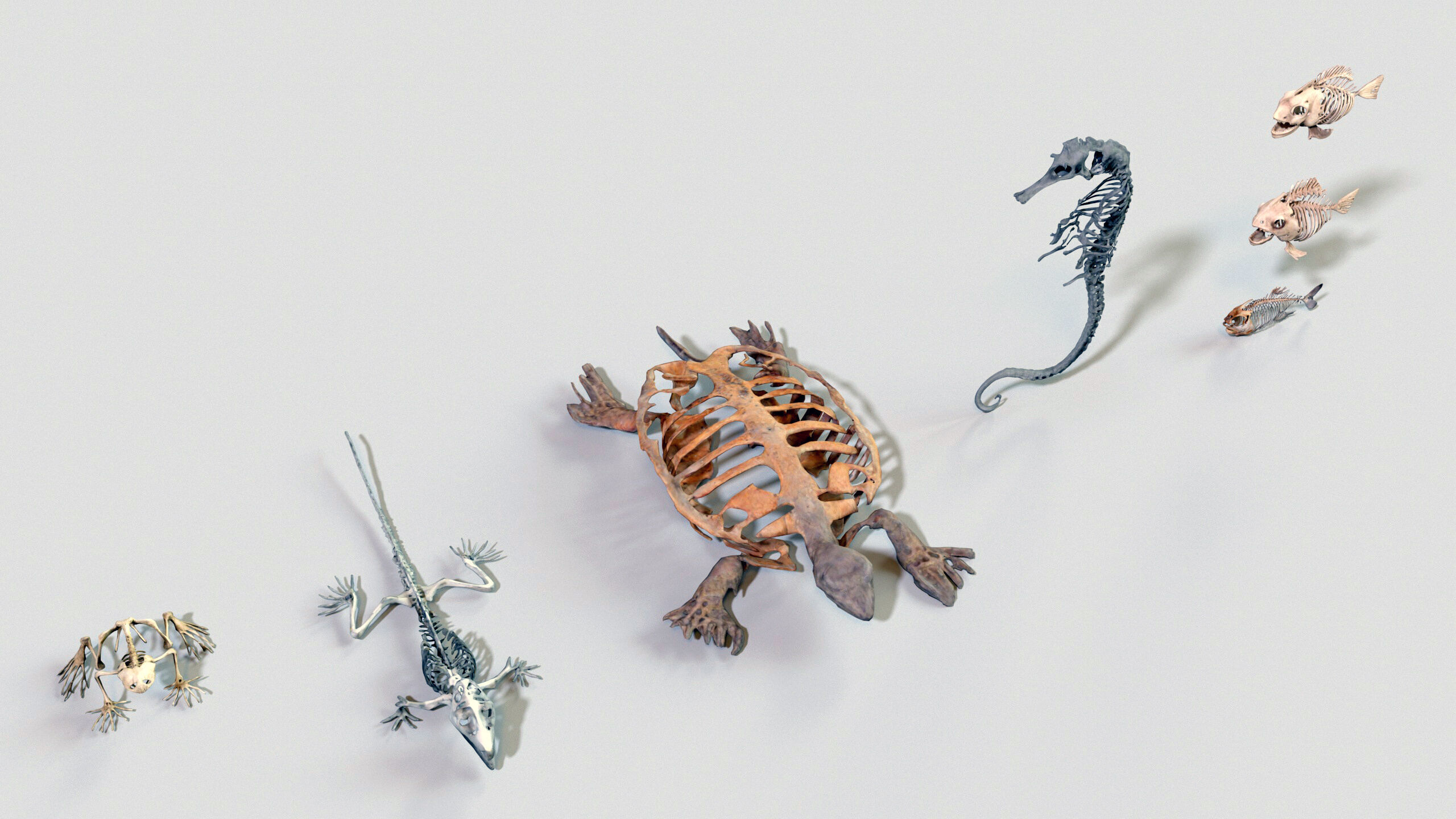 Ultimate Skeleton and Skull Pack - 62 game-ready lowpoly assets Low-poly 3D model_14