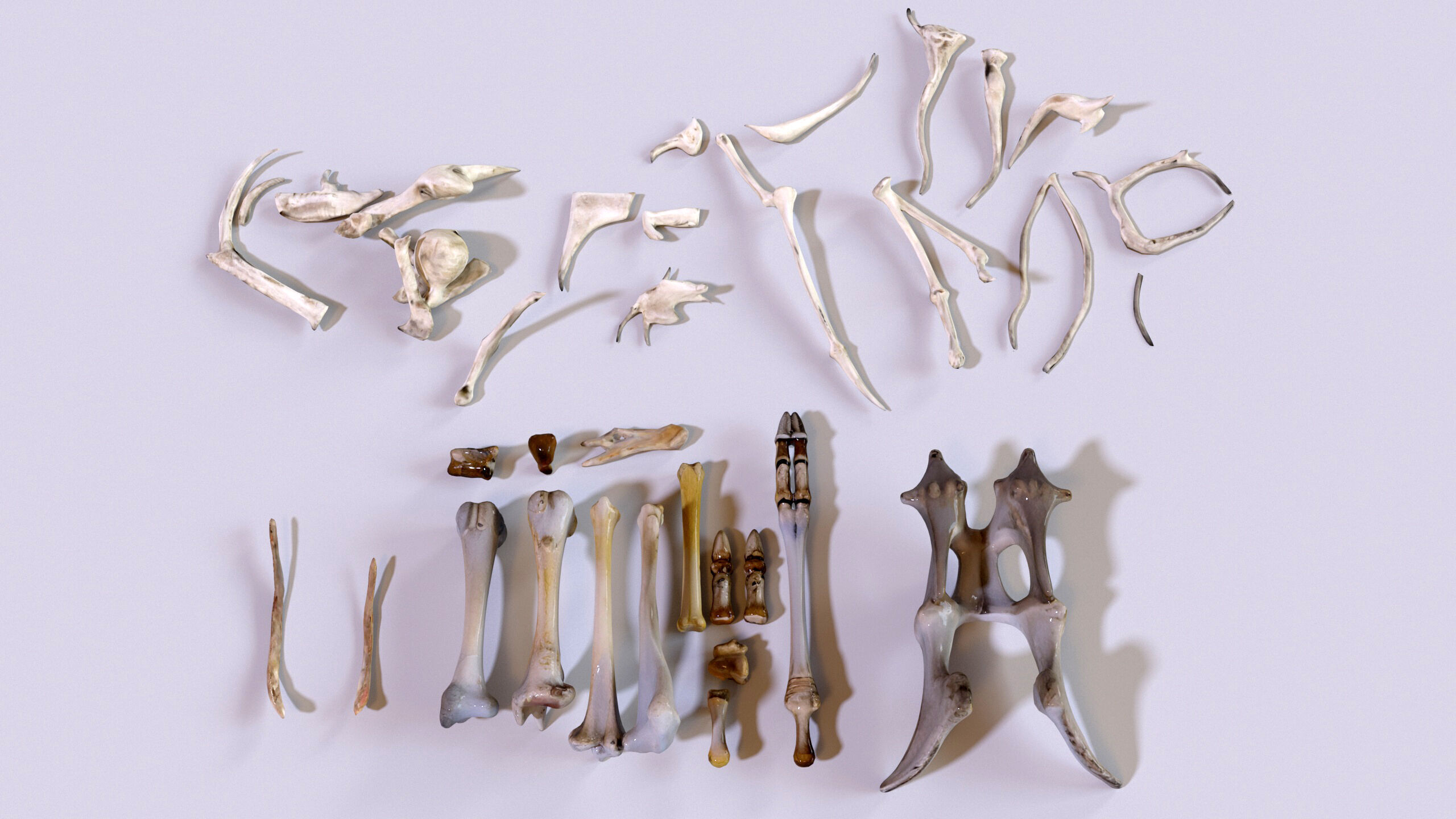 Ultimate Skeleton and Skull Pack - 62 game-ready lowpoly assets Low-poly 3D model_29