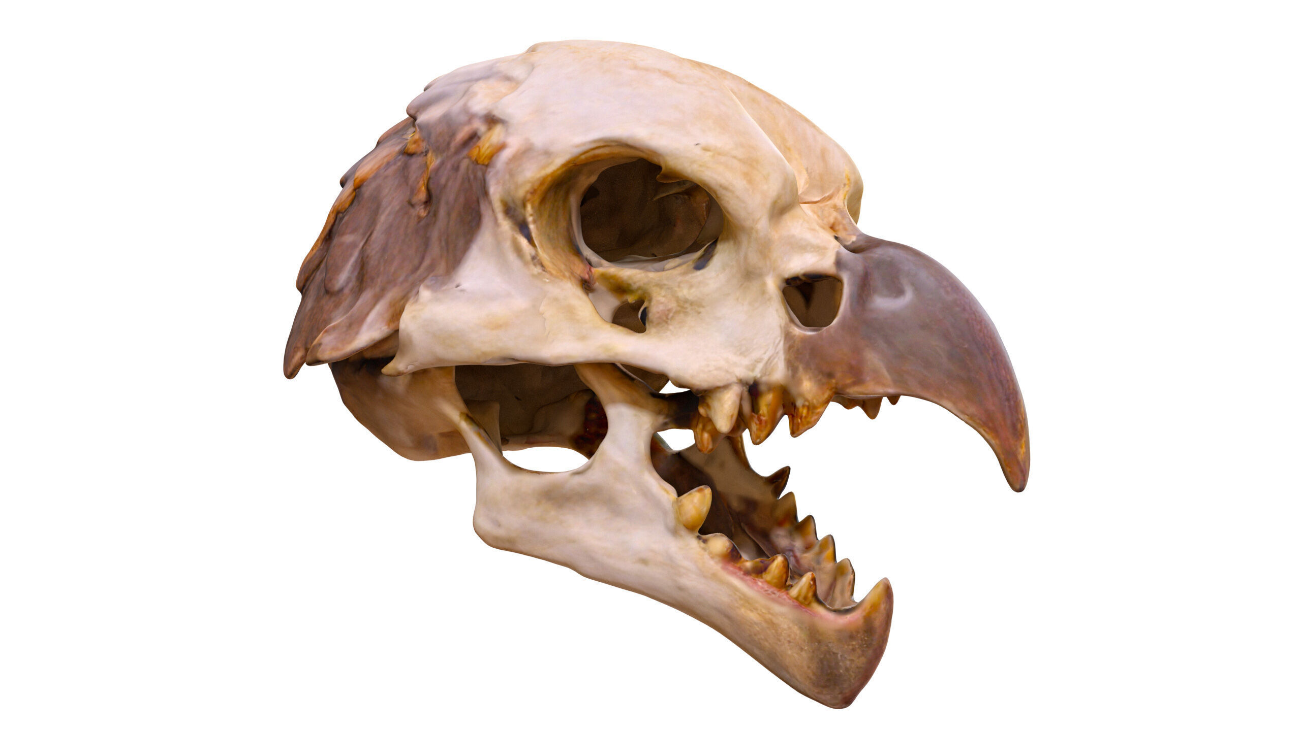 Ultimate Skeleton and Skull Pack - 62 game-ready lowpoly assets Low-poly 3D model_30