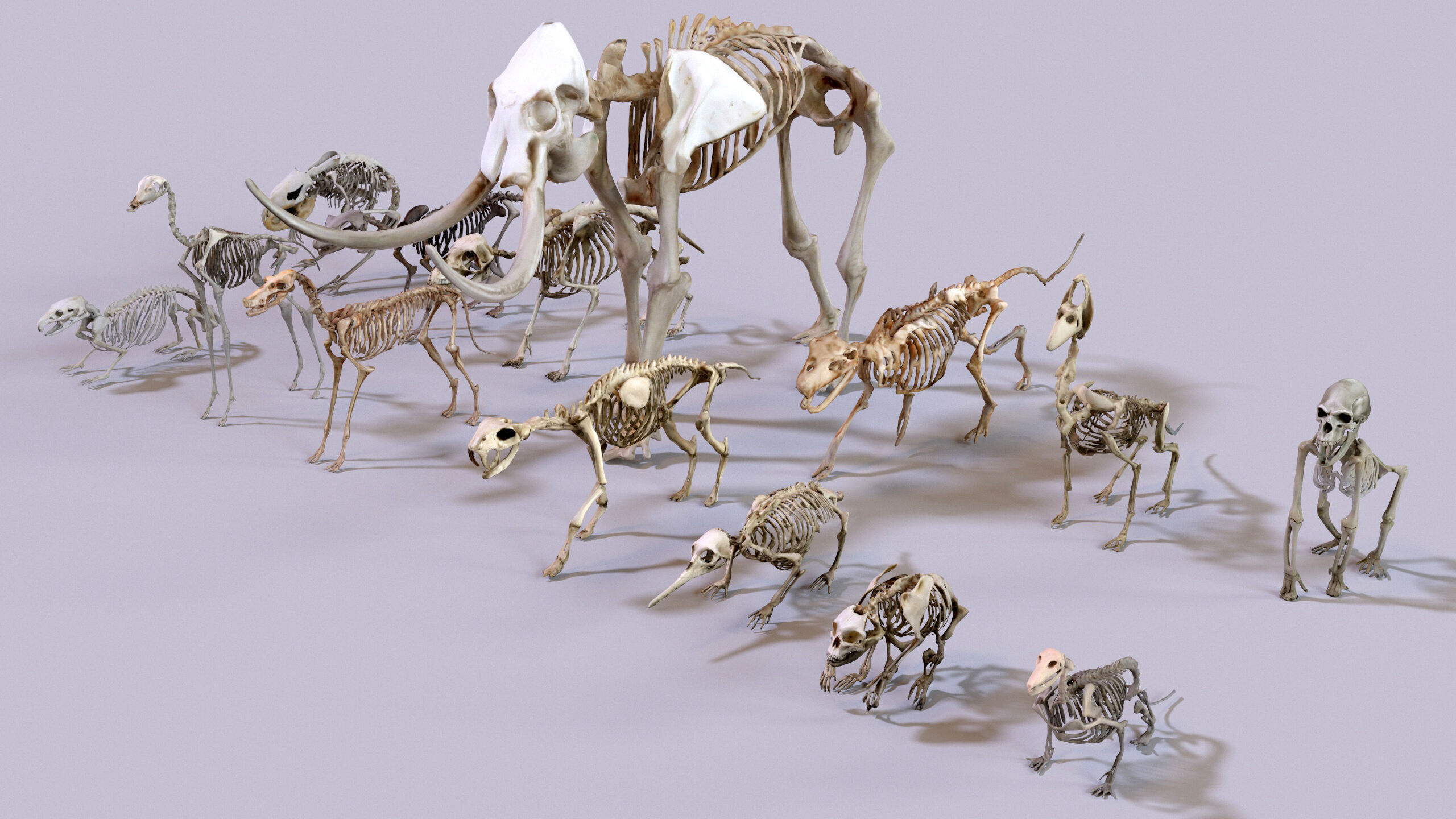 Ultimate Skeleton and Skull Pack - 62 game-ready lowpoly assets Low-poly 3D model_8