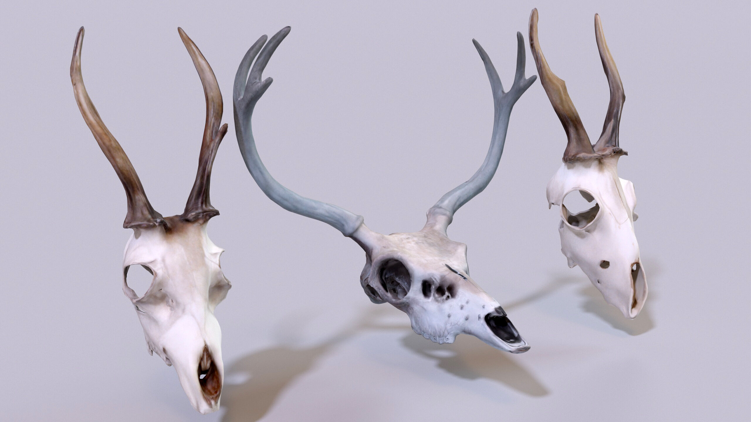 Ultimate Skeleton and Skull Pack - 62 game-ready lowpoly assets Low-poly 3D model_27