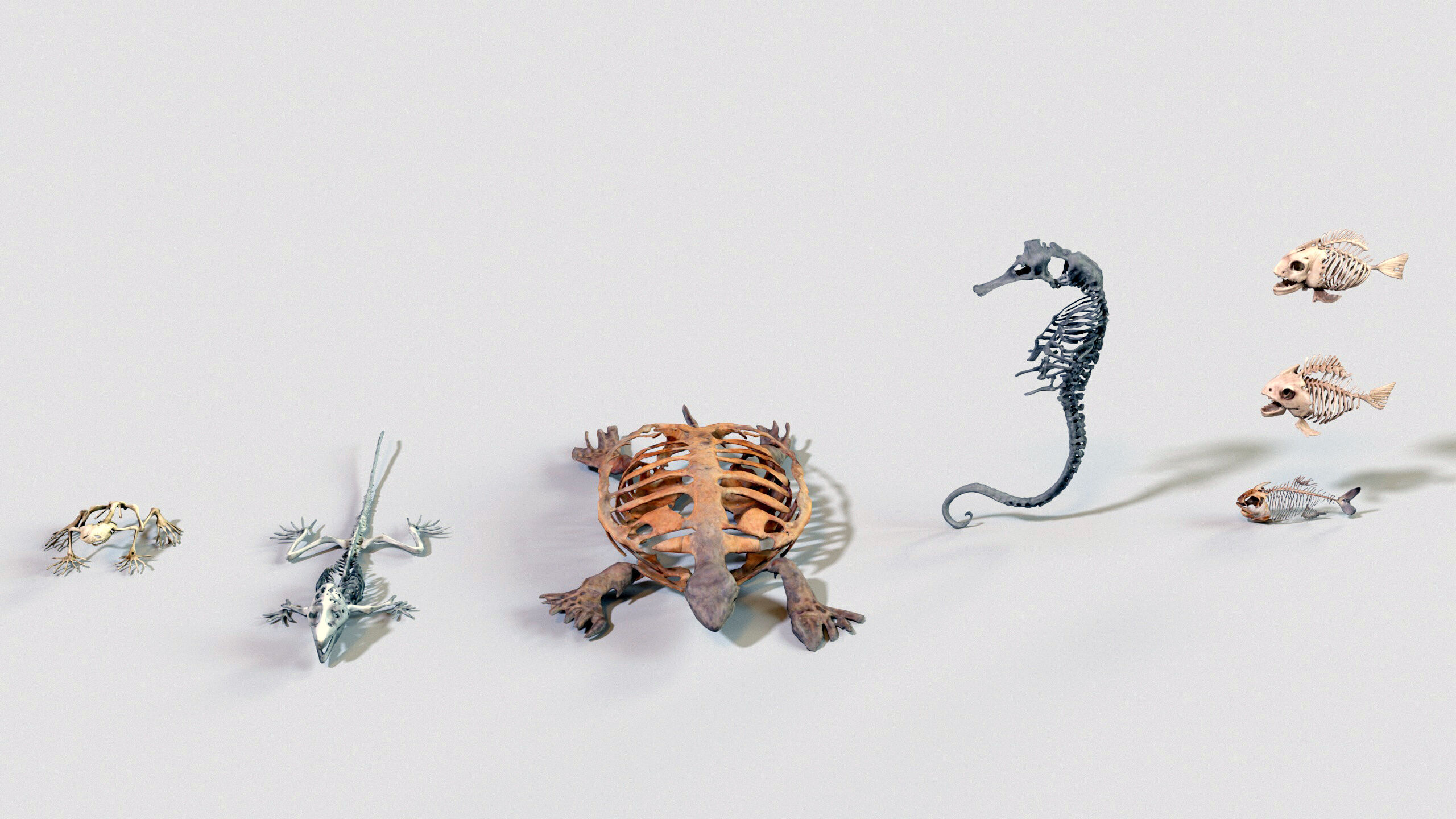 Ultimate Skeleton and Skull Pack - 62 game-ready lowpoly assets Low-poly 3D model_13