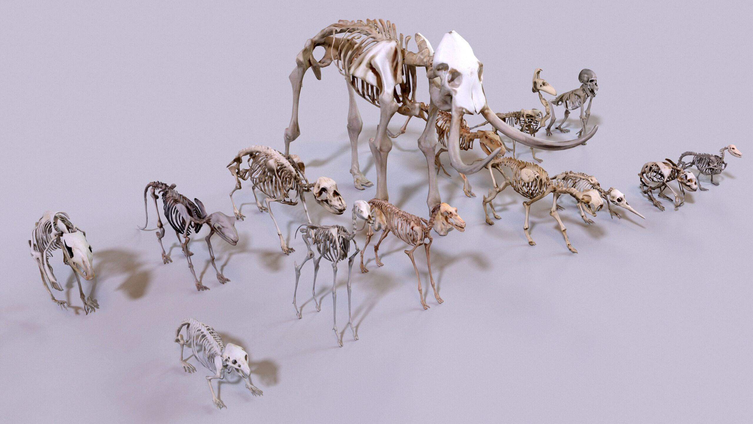 Ultimate Skeleton and Skull Pack - 62 game-ready lowpoly assets Low-poly 3D model_7