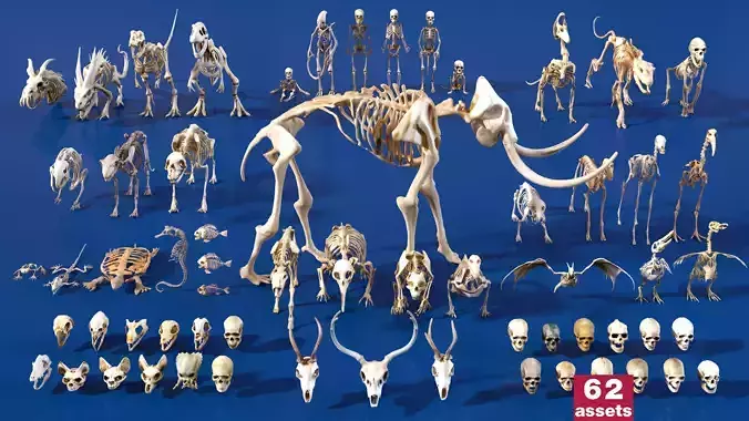 Ultimate Skeleton and Skull Pack - 62 game-ready lowpoly assets Low-poly 3D model