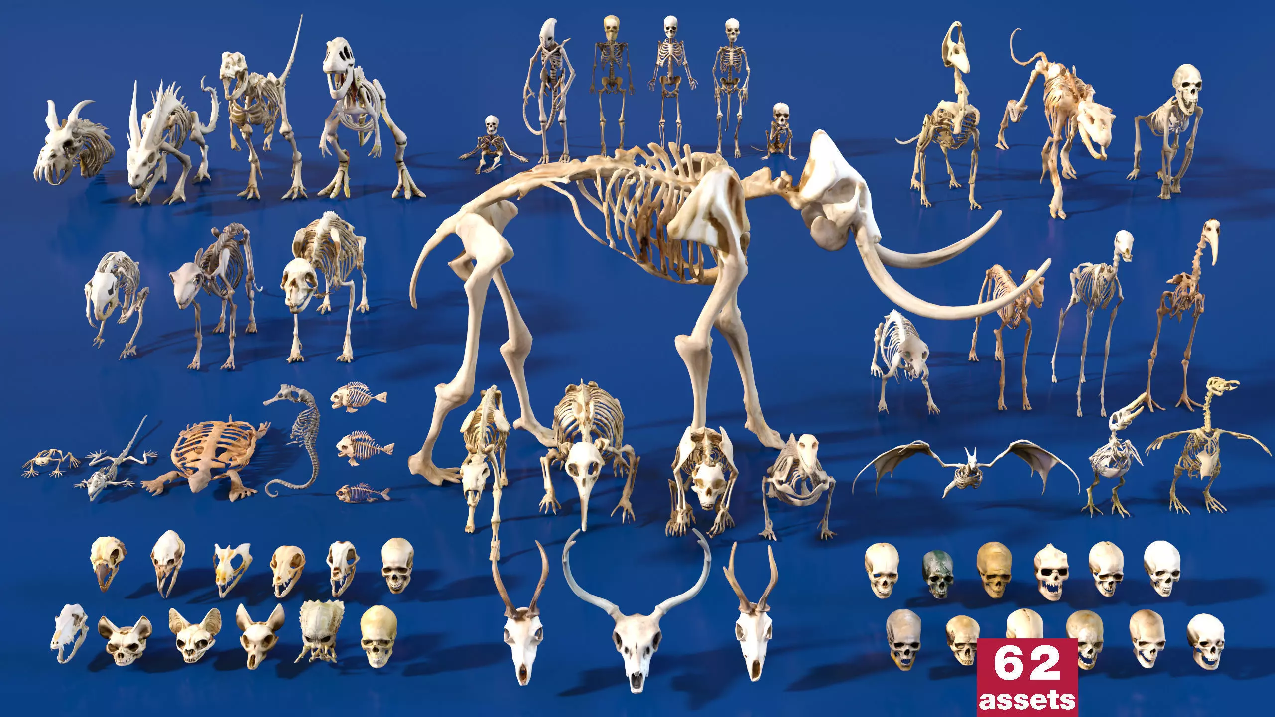 Ultimate Skeleton and Skull Pack - 62 game-ready lowpoly assets Low-poly 3D model_0