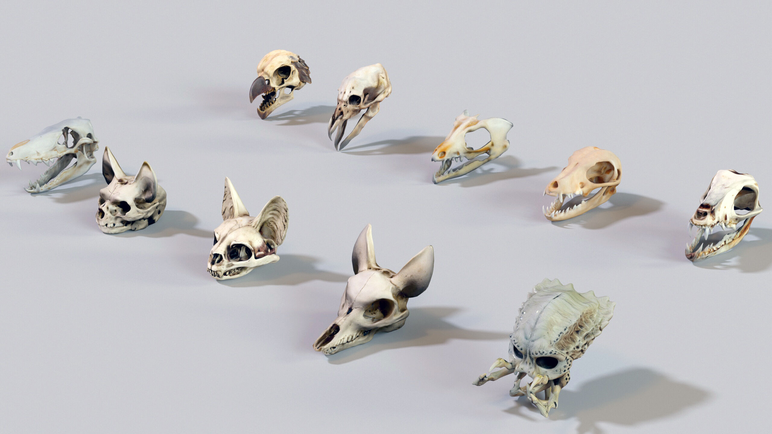 Ultimate Skeleton and Skull Pack - 62 game-ready lowpoly assets Low-poly 3D model_25